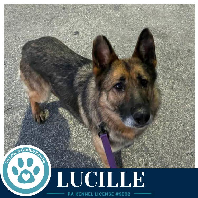 Lucille 051626, a Adoptable mixed breed in Kimberton, PA image 5/5