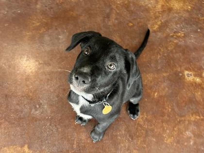 Blue Blazes, Adoptable, Puppy Male Labrador Retriever & Mixed Breed.