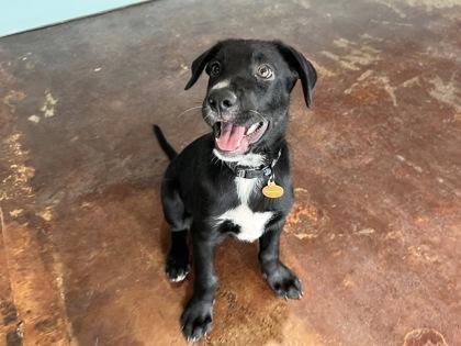 Blue Blazes, a Adoptable mixed breed in San Antonio, TX image 2/3