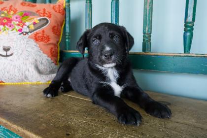 Blue Blazes, a Adoptable mixed breed in San Antonio, TX image 3/3