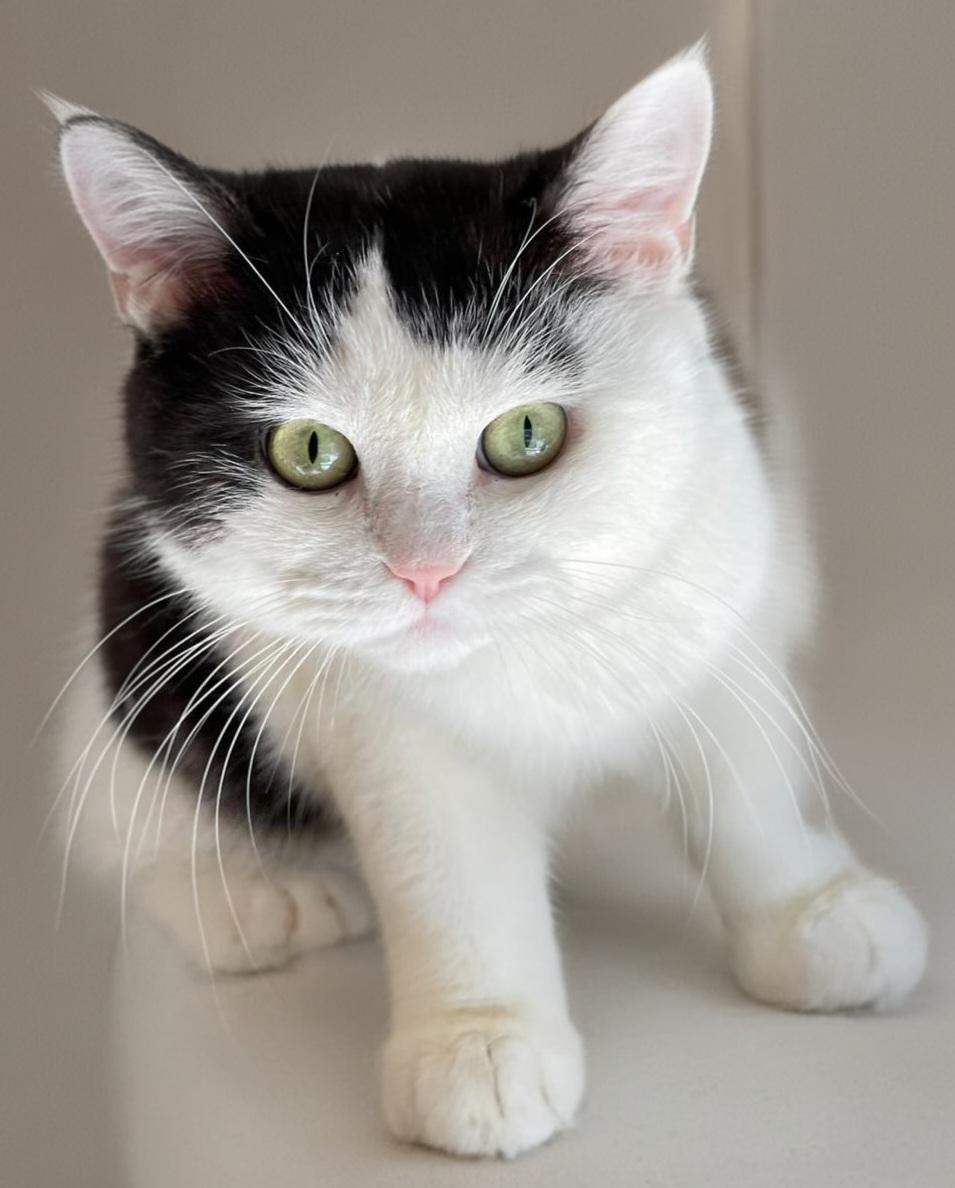 Enlarge PANDA, a Adoptable British Shorthair in Snow Hill, MD image 1/1