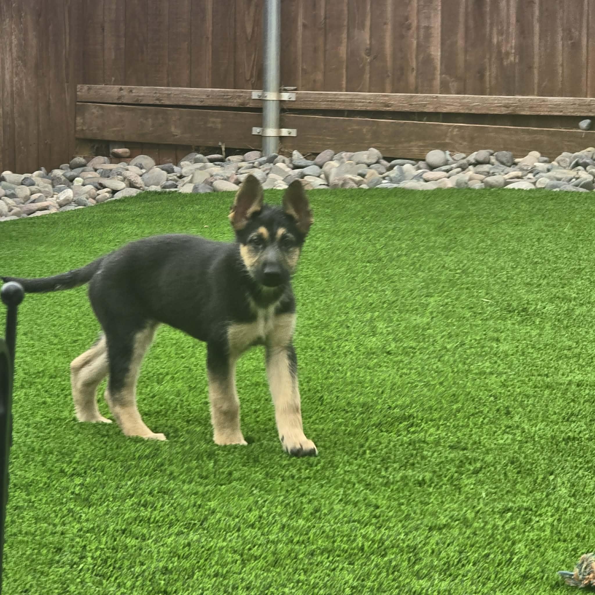 Enlarge Zuri , an adopted German Shepherd Dog in Justin, TX image 3/3