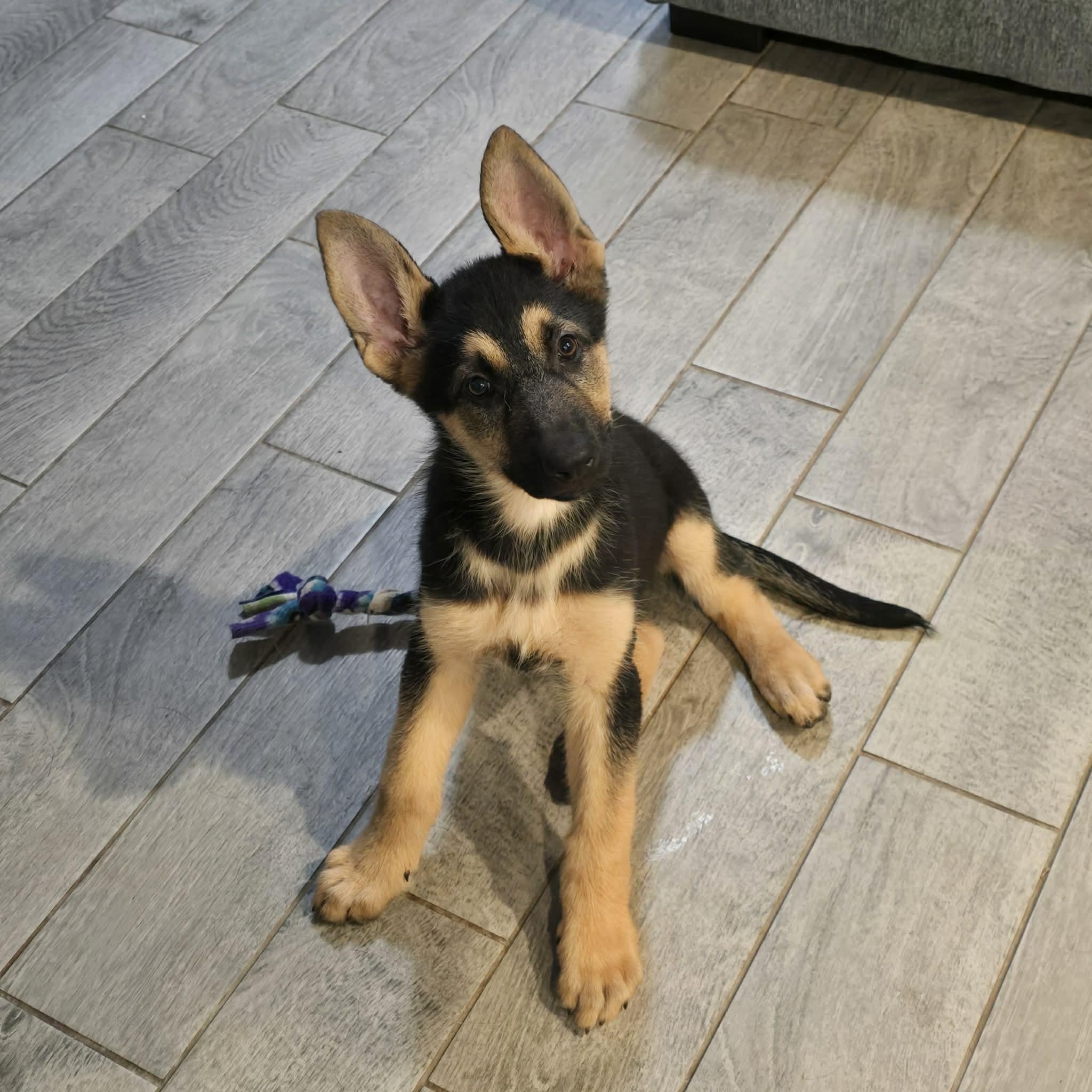 Zuri , adopted, Puppy Female German Shepherd Dog.