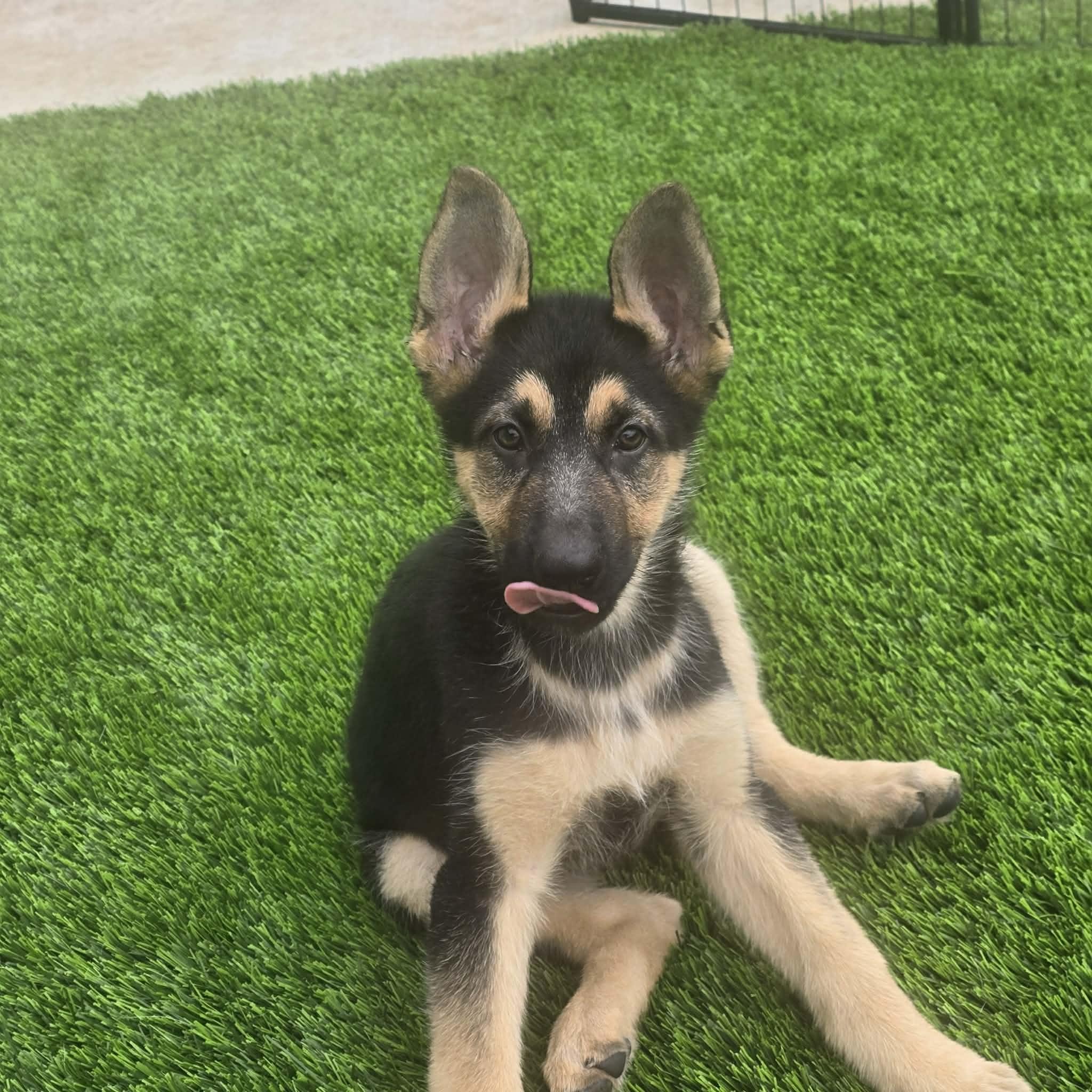 Enlarge Zuri , an adopted German Shepherd Dog in Justin, TX image 2/3