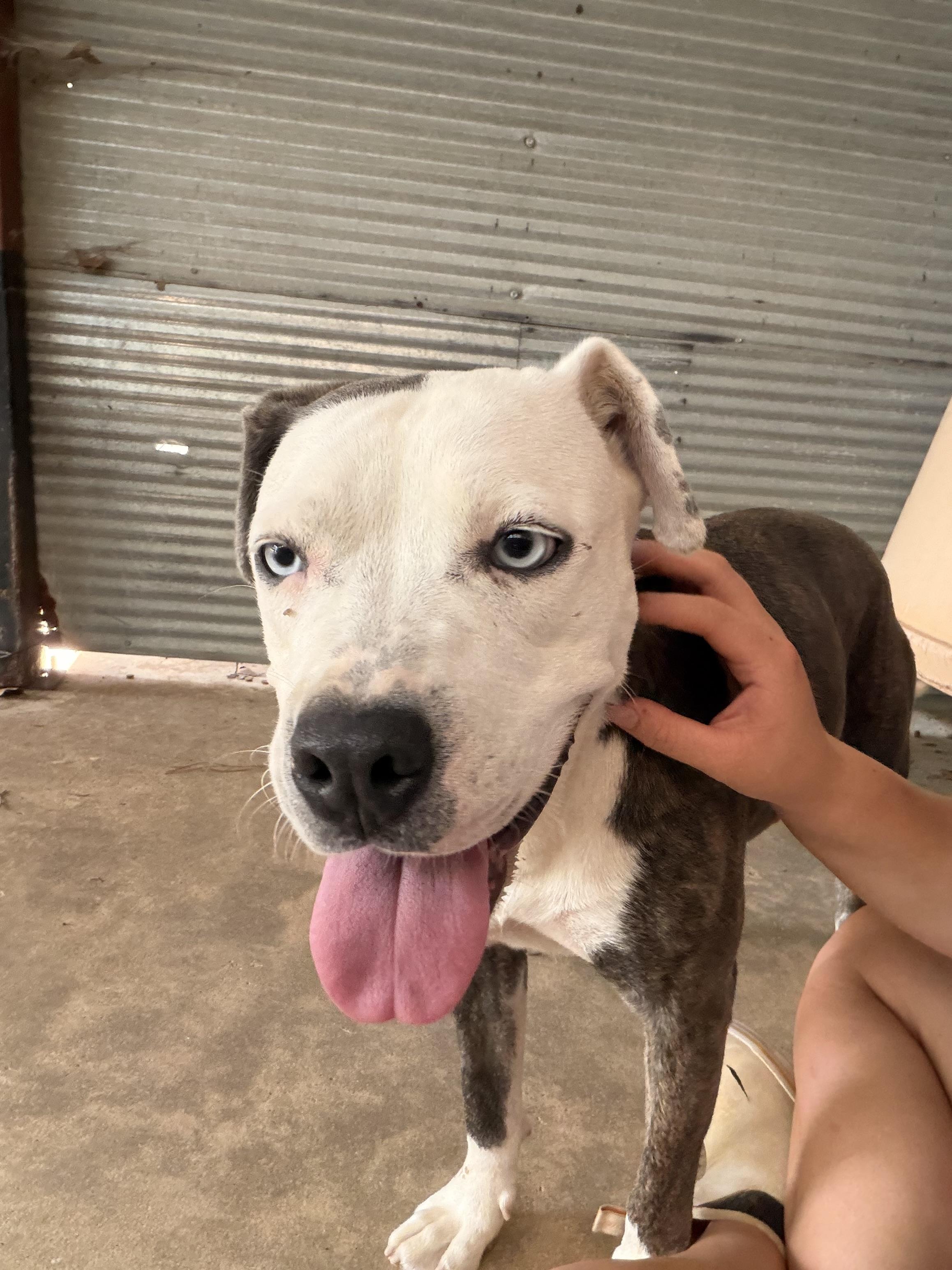 Ice, a ADOPTABLE mixed breed in Ruston, LA image 2/4