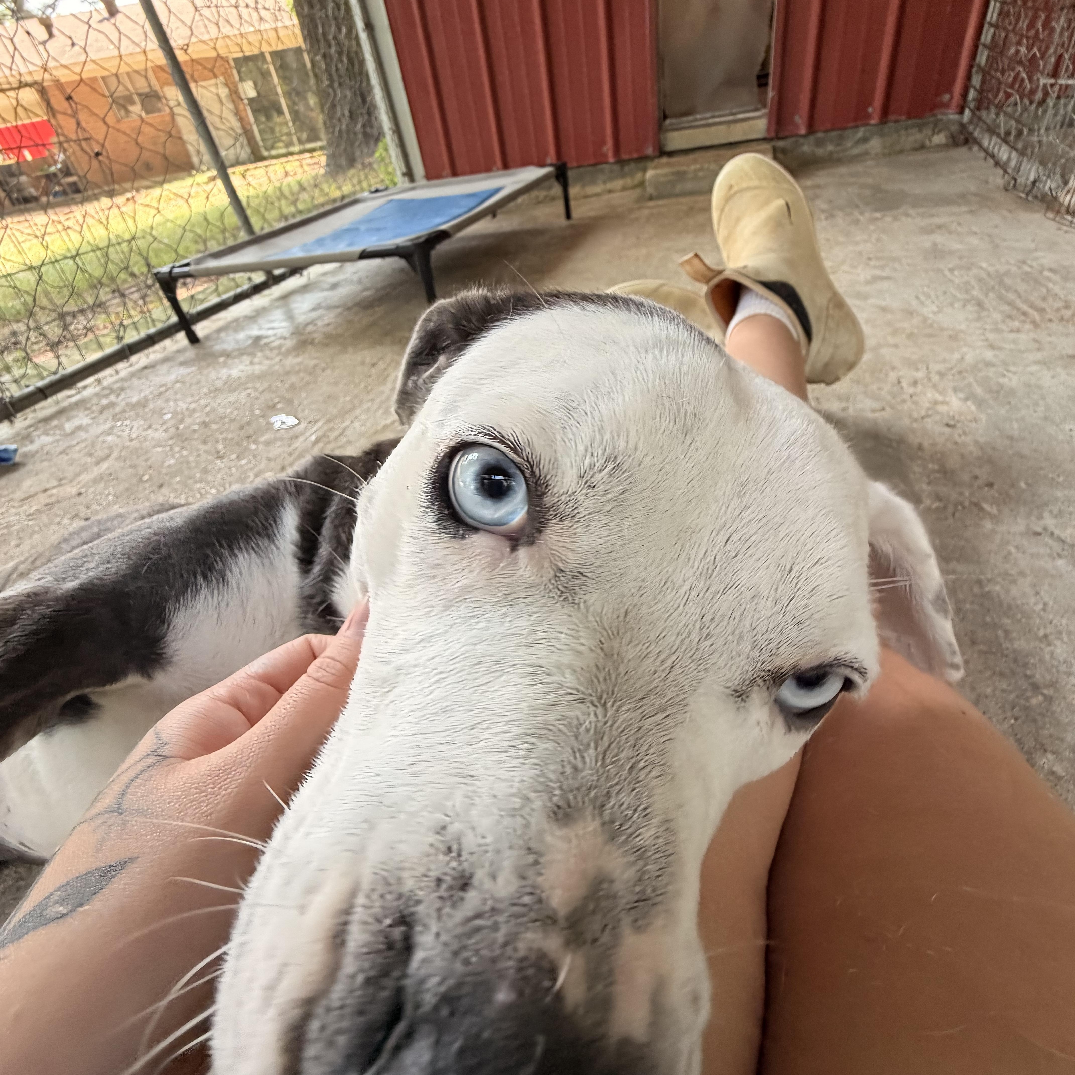 Ice, a ADOPTABLE mixed breed in Ruston, LA image 2/3