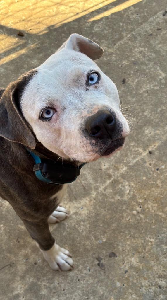 Ice, ADOPTABLE, Adult Female Catahoula Leopard Dog.