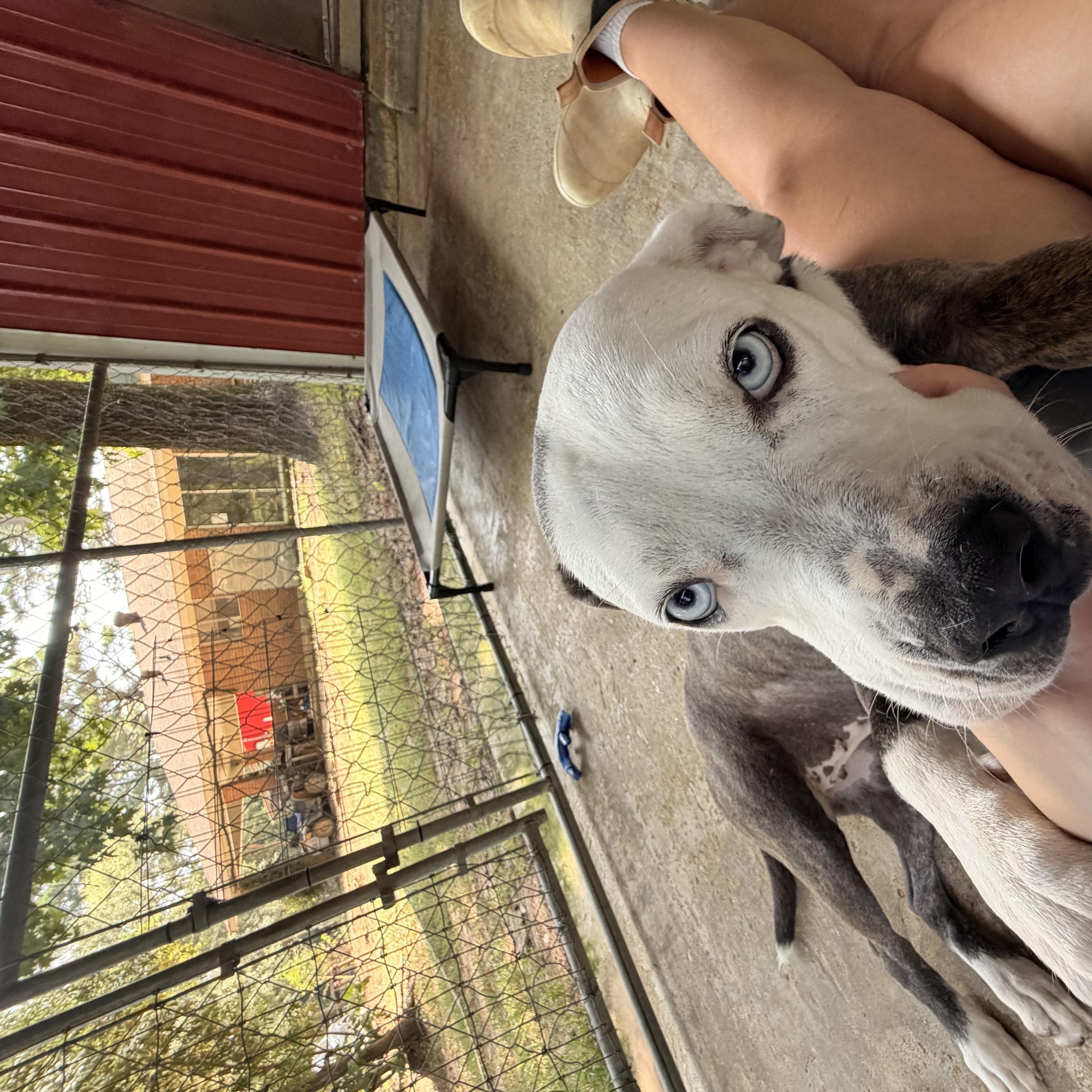 Ice, a ADOPTABLE mixed breed in Ruston, LA image 1/3