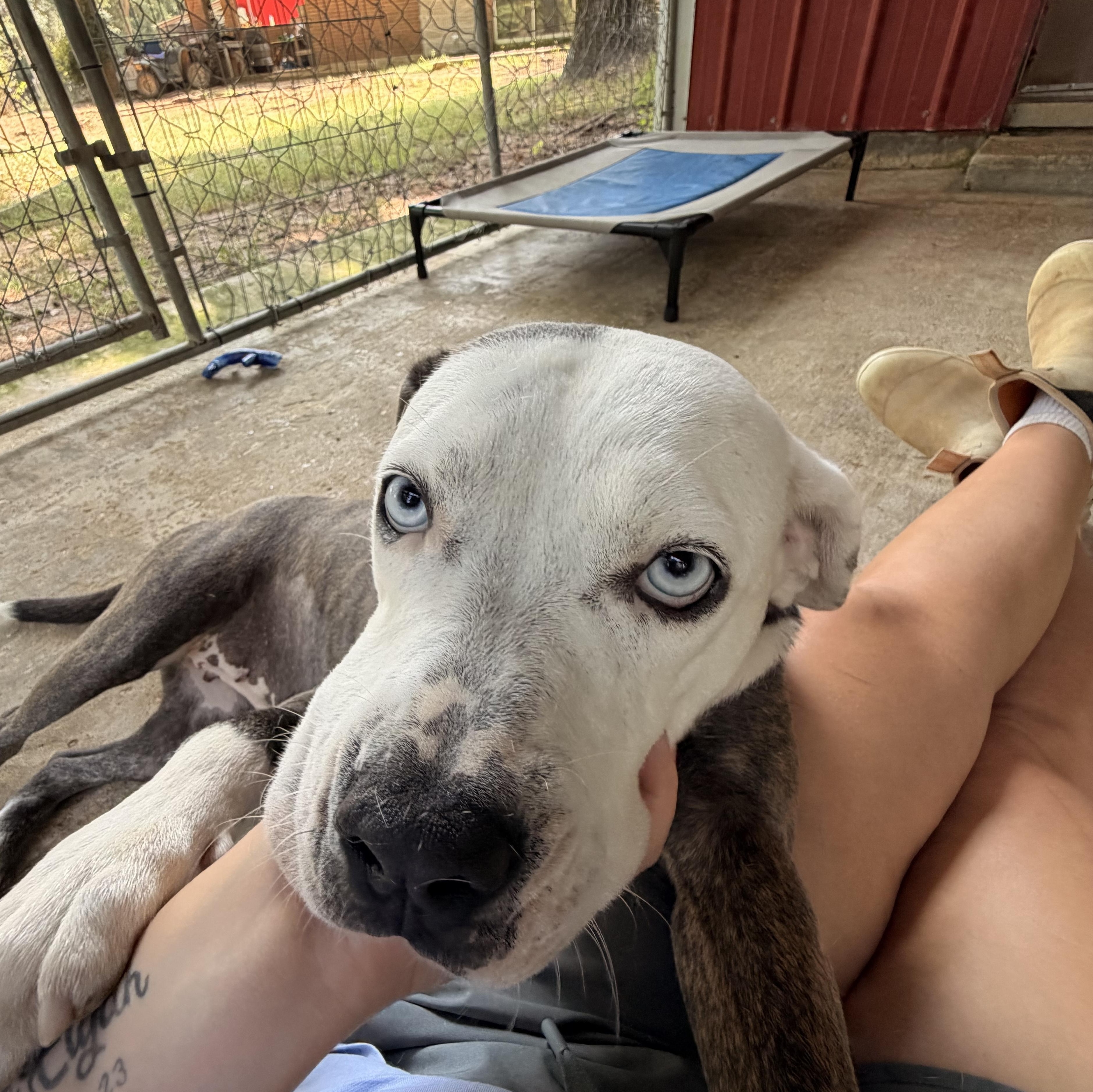 Ice, a ADOPTABLE mixed breed in Ruston, LA image 1/4