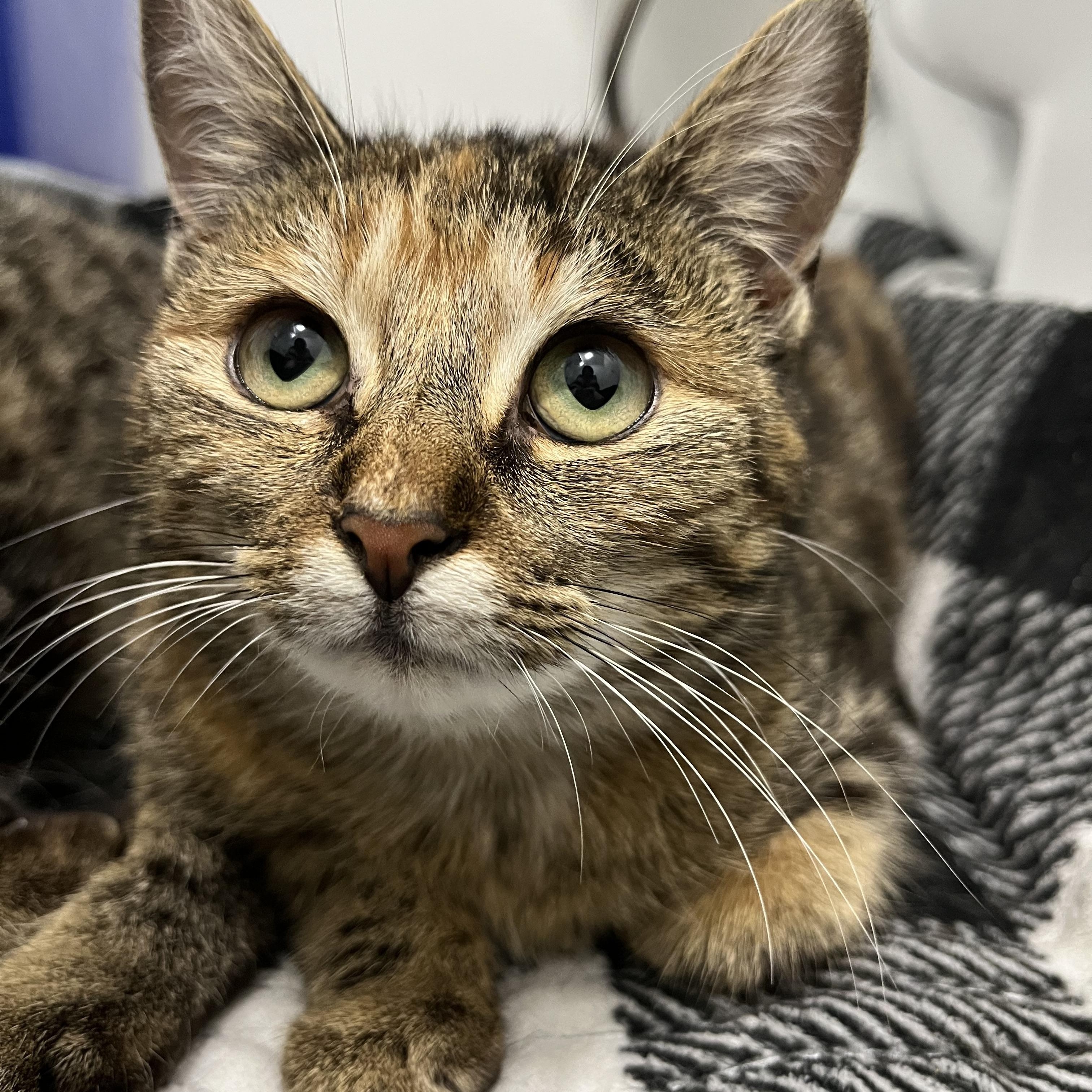 Antalya (bonded with Kent), a ADOPTABLE Domestic Short Hair in Pickering, ON image 3/4