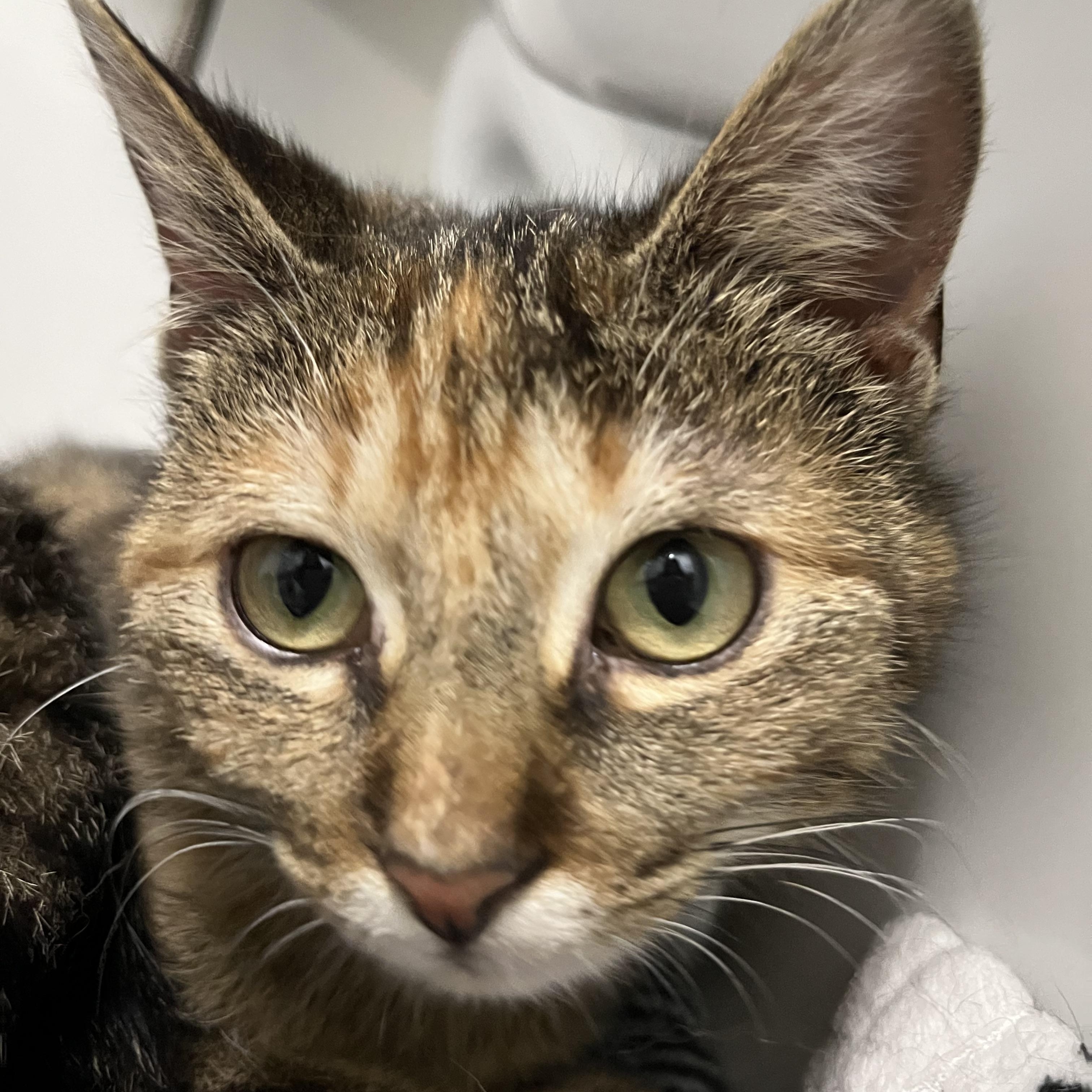 Antalya (bonded with Kent), a ADOPTABLE Domestic Short Hair in Pickering, ON image 4/4