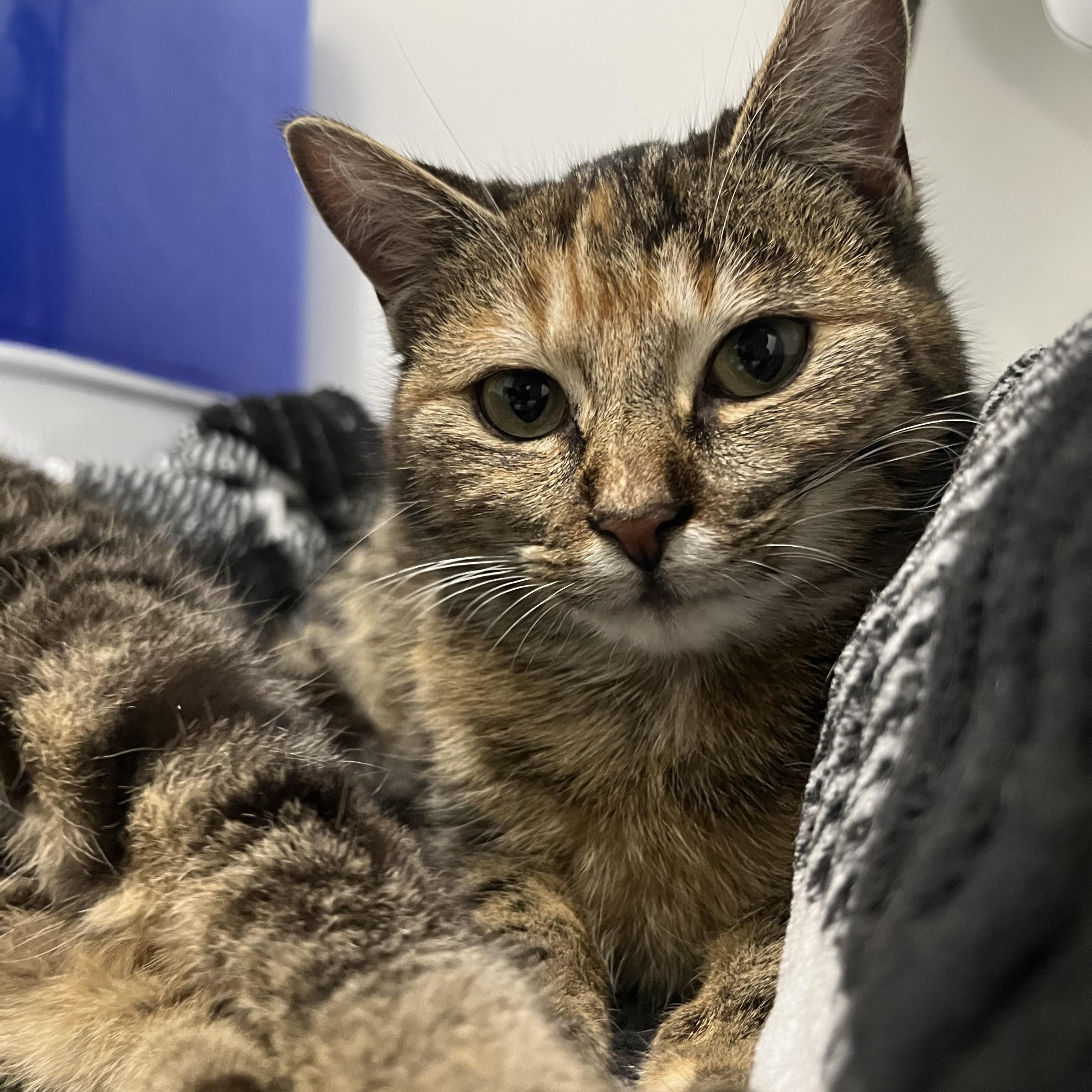 Antalya (bonded with Kent), a ADOPTABLE Domestic Short Hair in Pickering, ON image 2/4