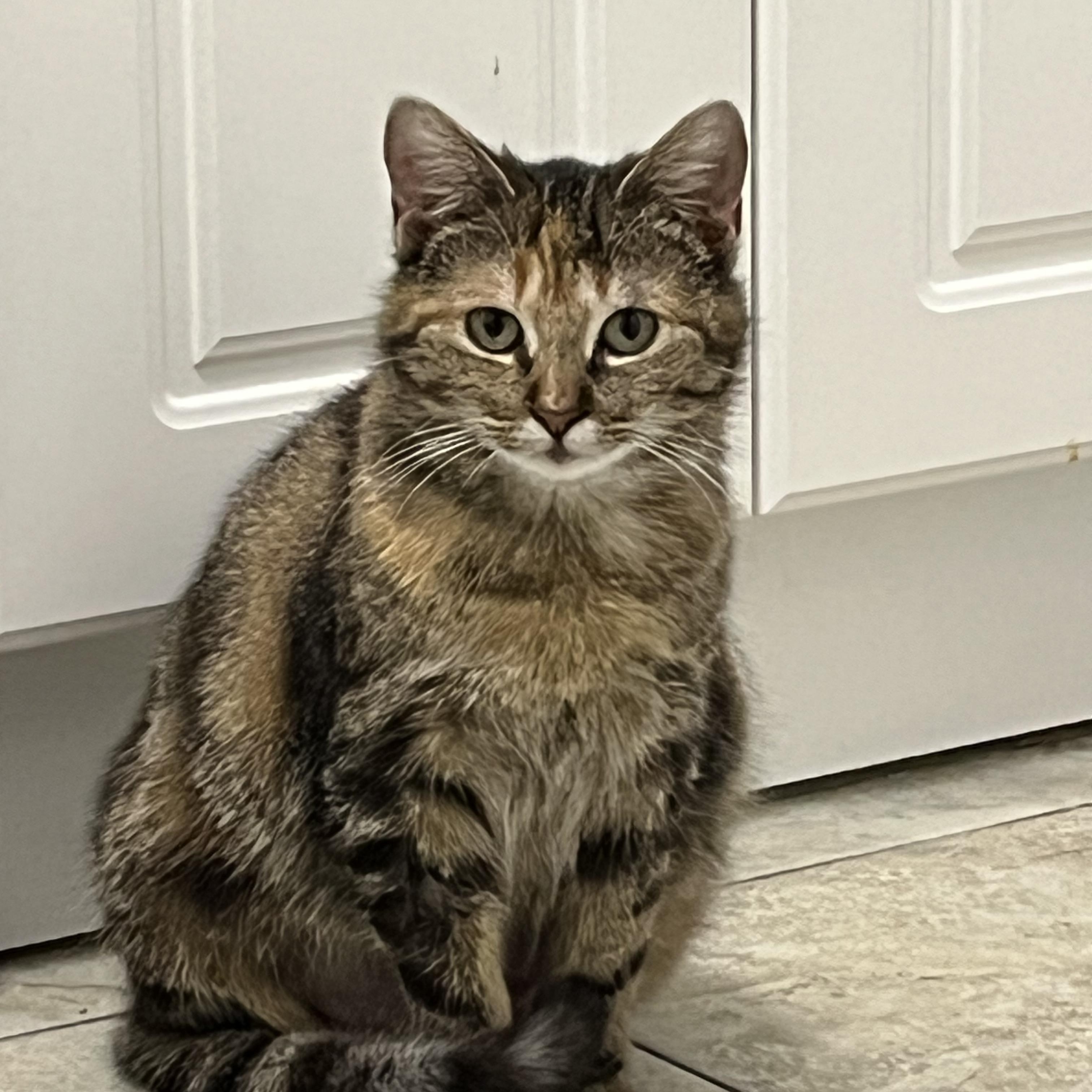 Antalya (bonded with Kent), a ADOPTABLE Domestic Short Hair in Pickering, ON image 1/4