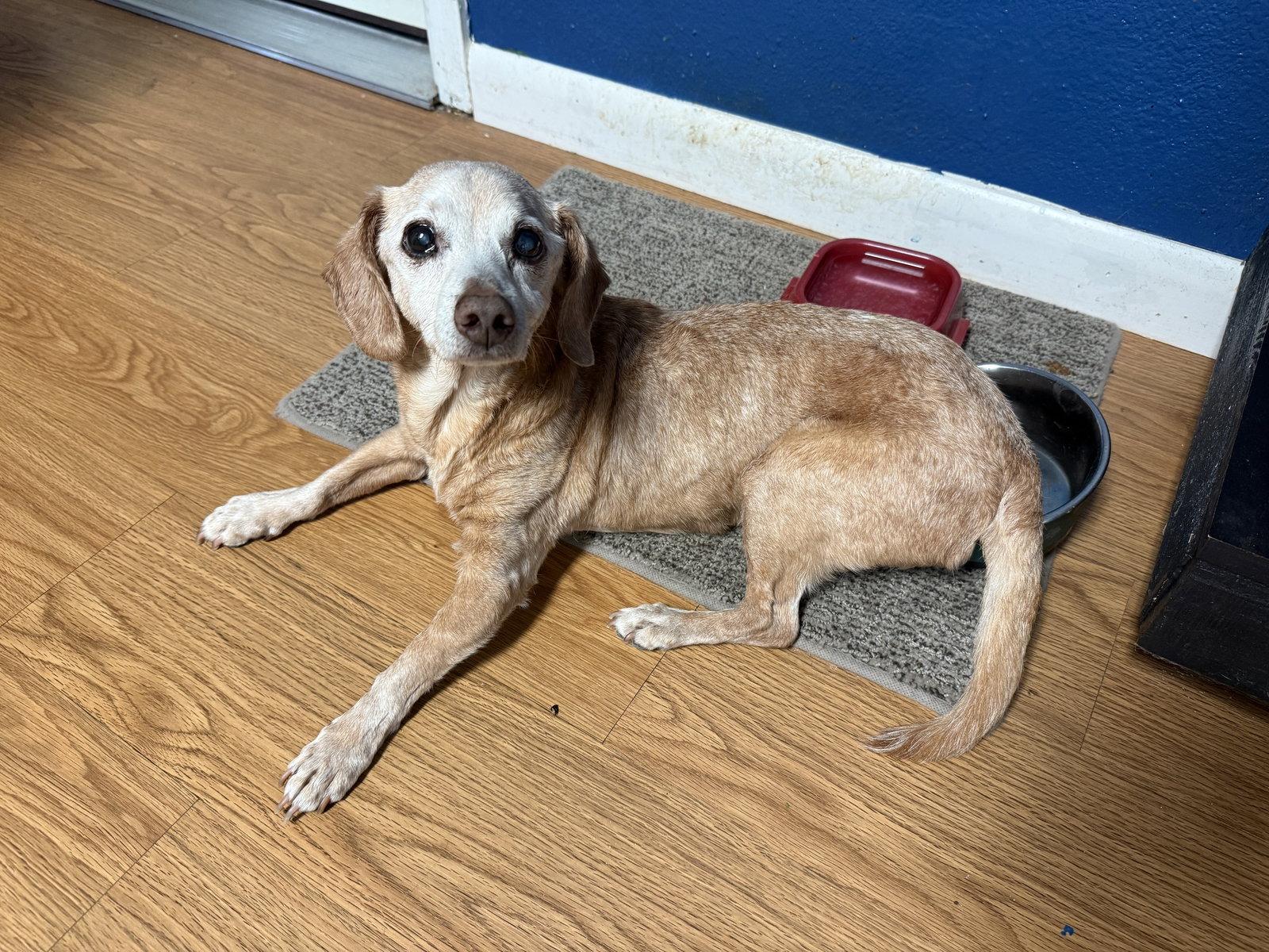 Enlarge Hoss Cartwright, a Adoptable Dachshund in Austin, TX image 1/3