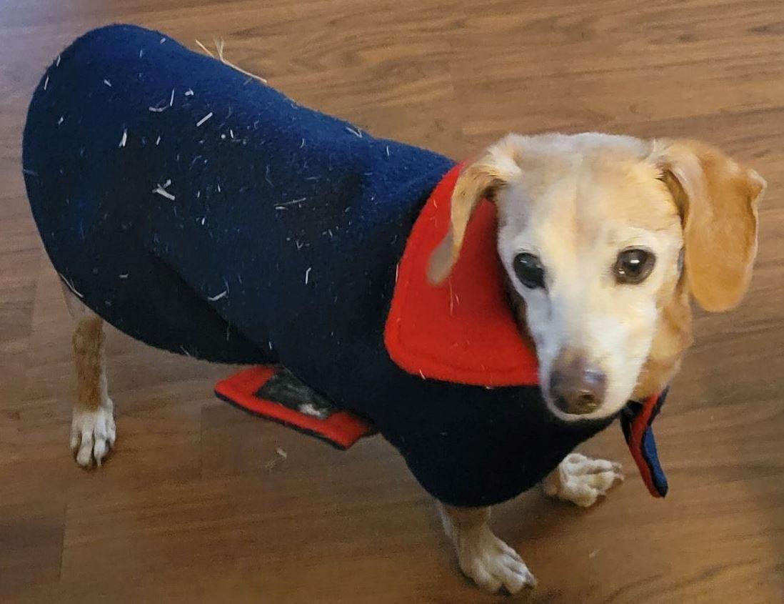 Enlarge Hoss Cartwright, a Adoptable Dachshund in Austin, TX image 1/3