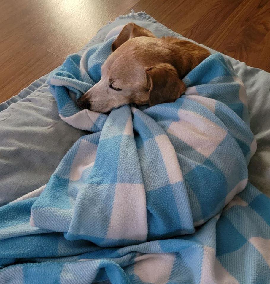 Enlarge Hoss Cartwright, a Adoptable Dachshund in Austin, TX image 2/3