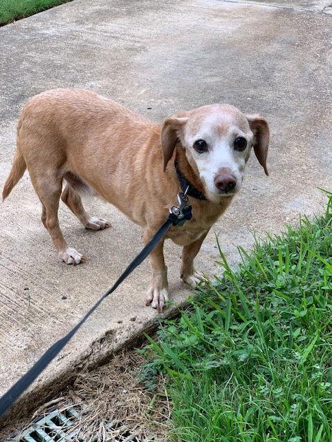 Enlarge Hoss Cartwright, a Adoptable Dachshund in Austin, TX image 3/3