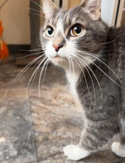 Enlarge Thor, a ADOPTABLE Domestic Short Hair in Missoula, MT image 1/1