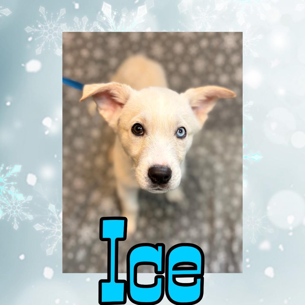 Enlarge Ice, a Adoptable mixed breed in Royse City, TX image 1/1