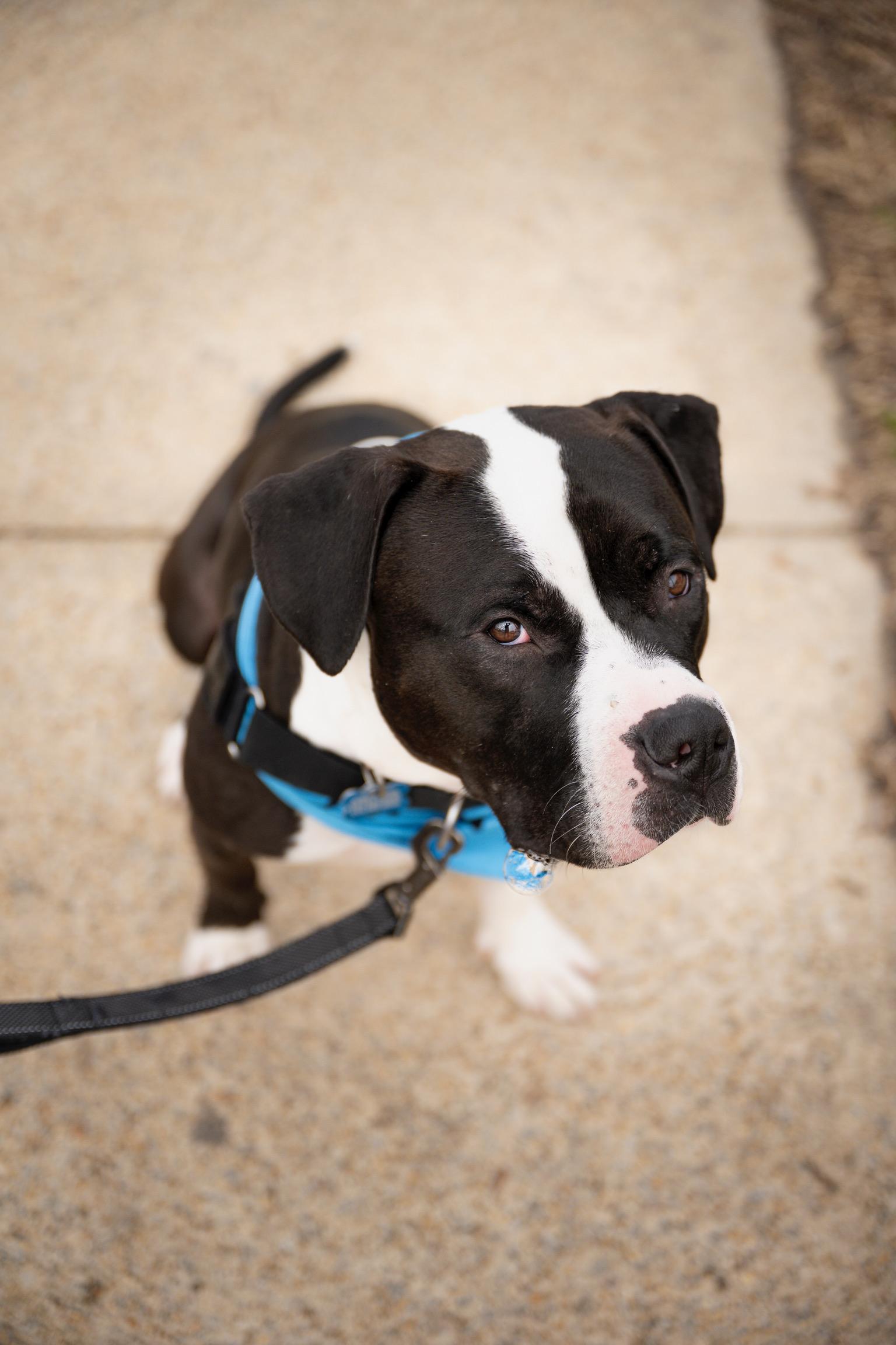Enlarge Percy, a Adoptable Pit Bull Terrier in Alexandria, VA image 1/6
