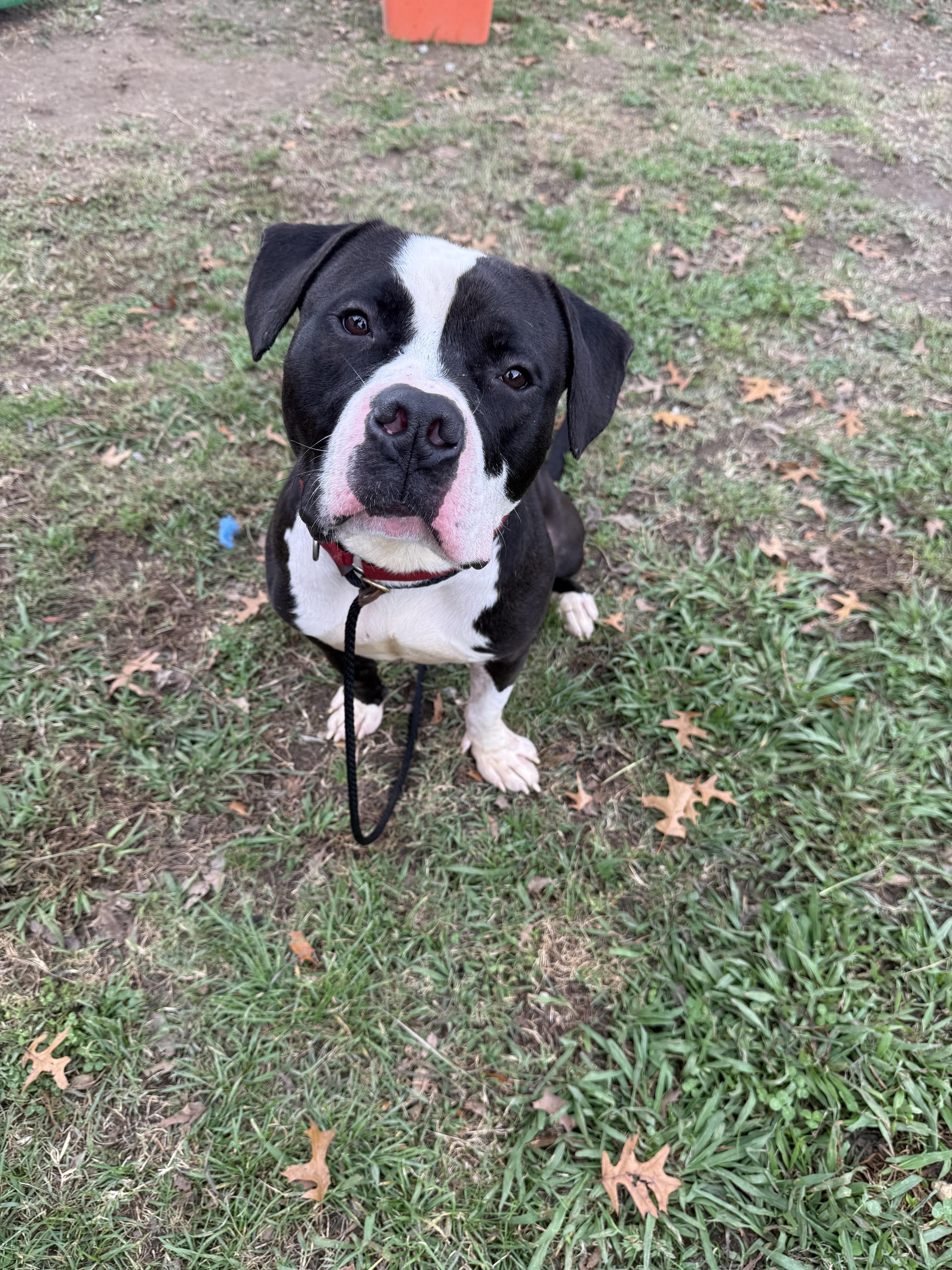 Percy, Adoptable, Adult Male Pit Bull Terrier.