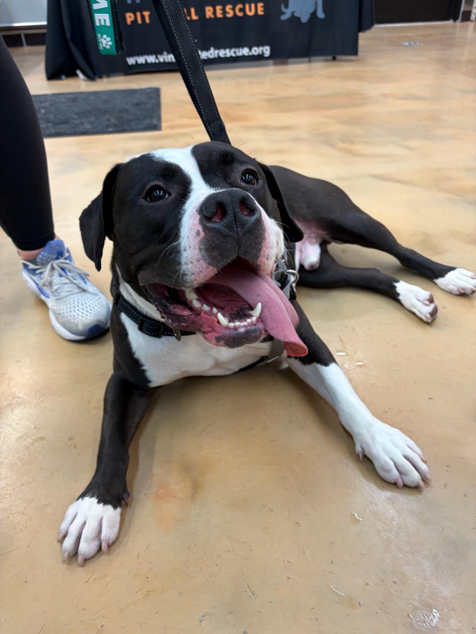 Enlarge Percy, a Adoptable Pit Bull Terrier in Alexandria, VA image 3/6