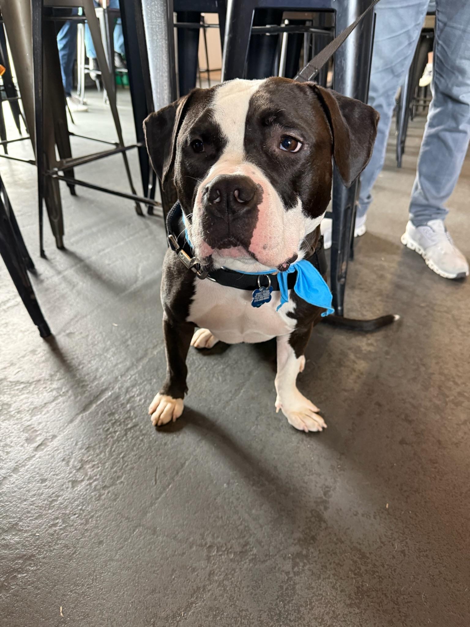 Enlarge Percy, a Adoptable Pit Bull Terrier in Alexandria, VA image 4/6