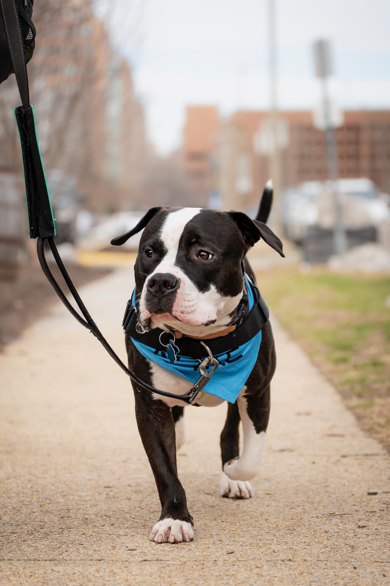 Percy, Adoptable, Adult Male Pit Bull Terrier.