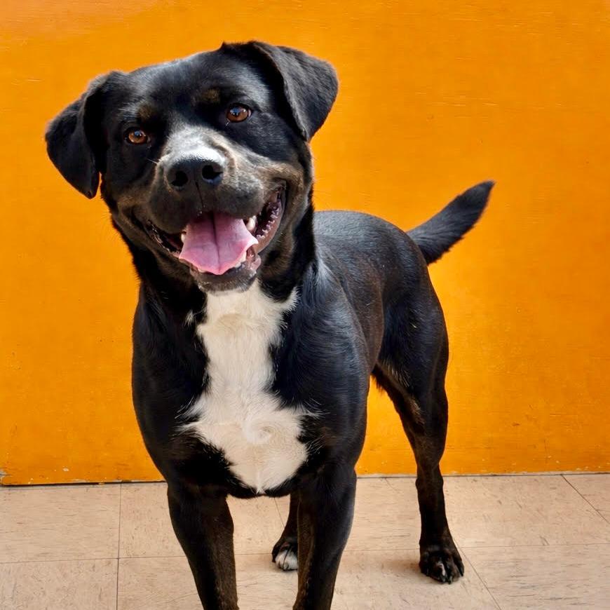 Enlarge DODGER, a ADOPTABLE mixed breed in Joshua Tree, CA image 1/1
