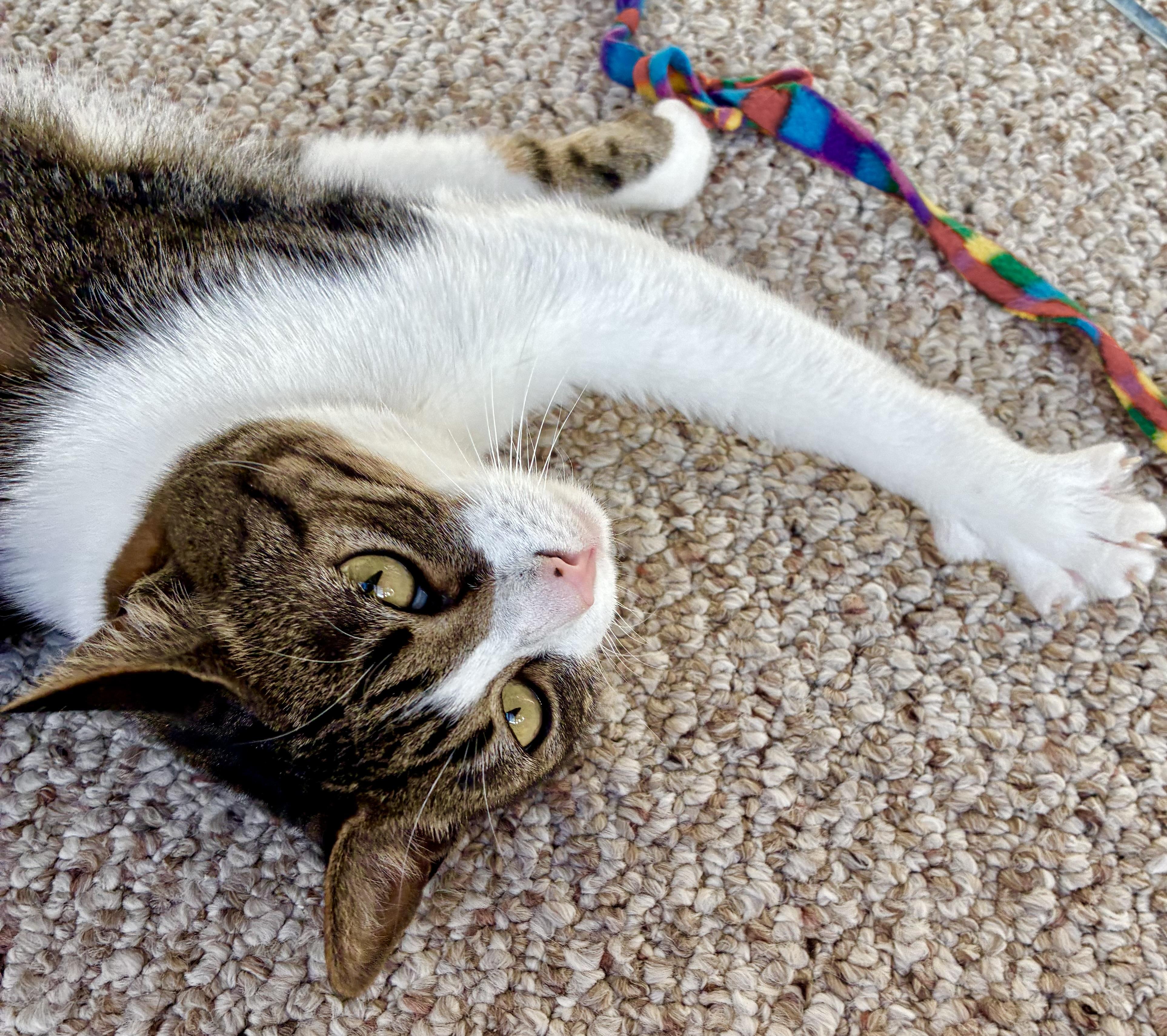 Nala and Ayano, adopted, Adult Female Domestic Short Hair.