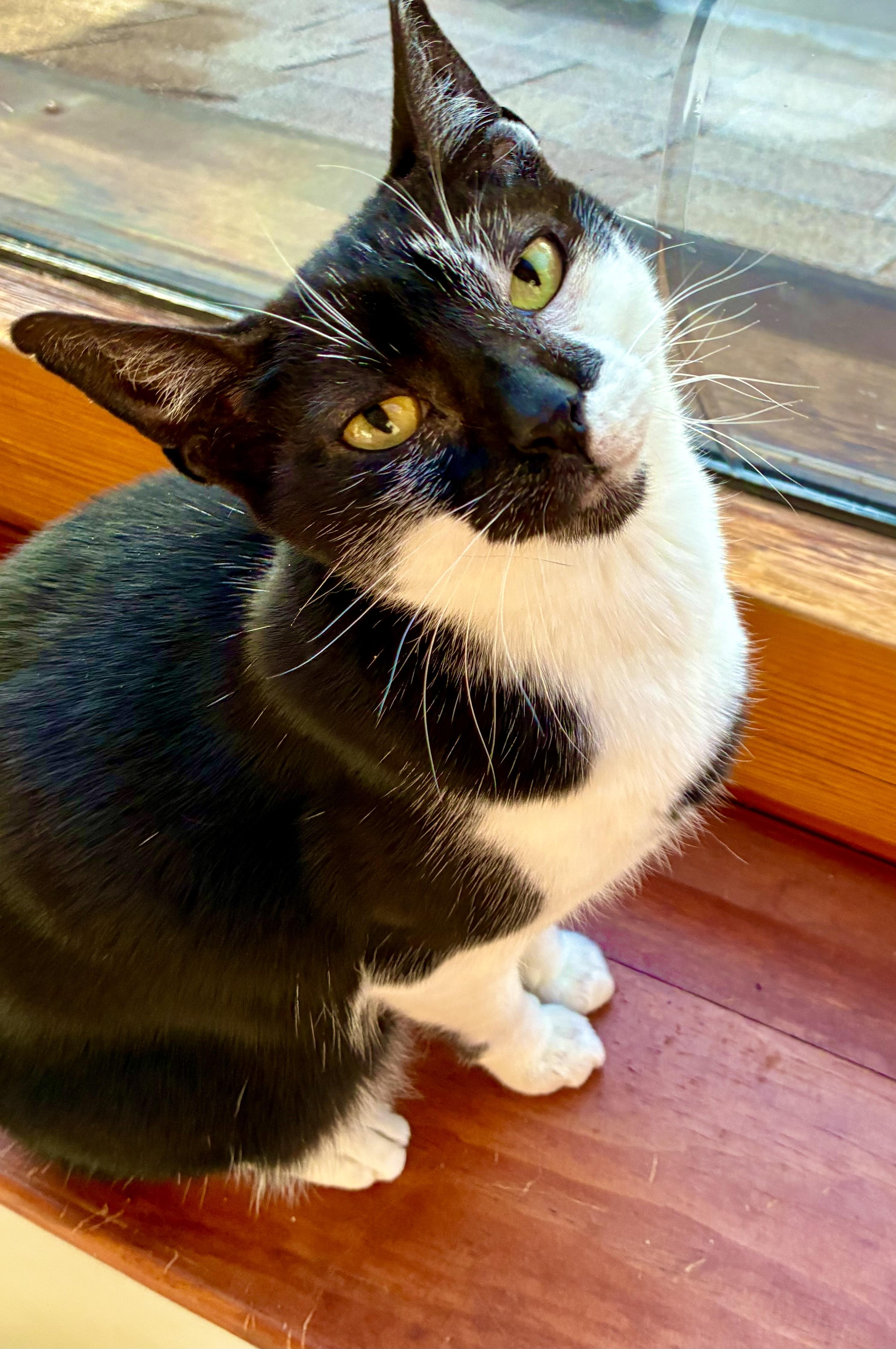 Nala and Ayano, an adopted Domestic Short Hair in Wellesley, MA image 6/6