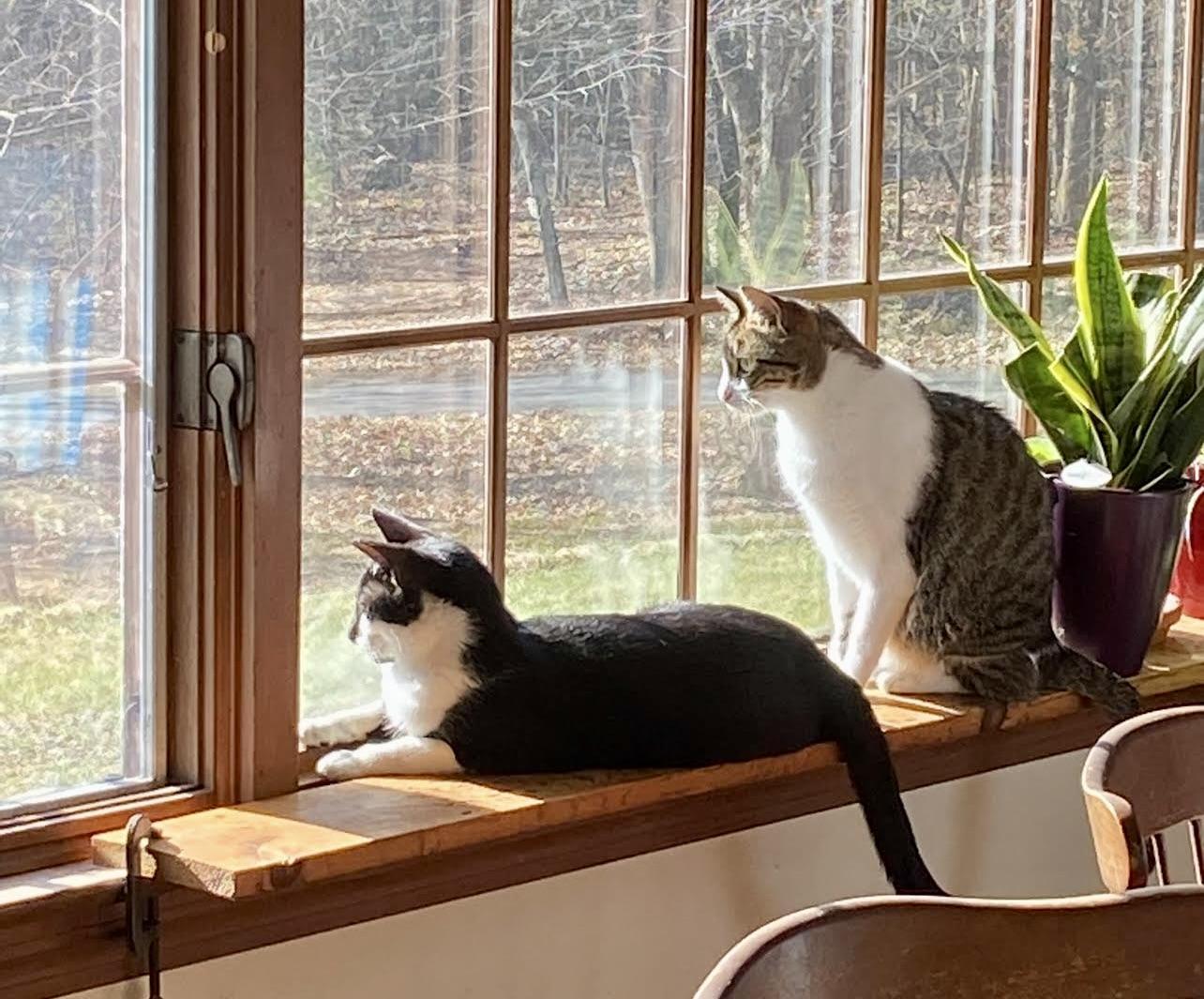 Nala and Ayano, an adopted Domestic Short Hair in Wellesley, MA image 2/6