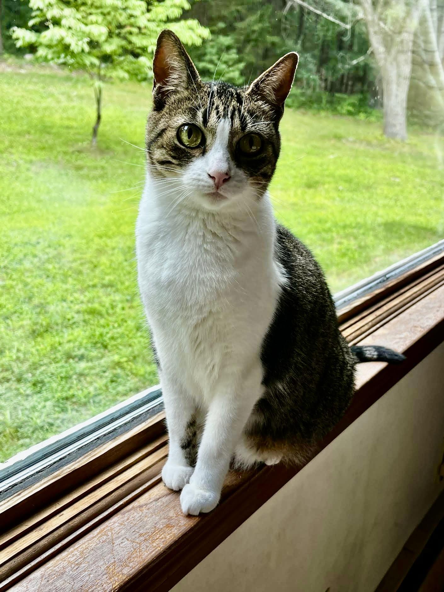 Nala and Ayano, an adopted Domestic Short Hair in Wellesley, MA image 5/6