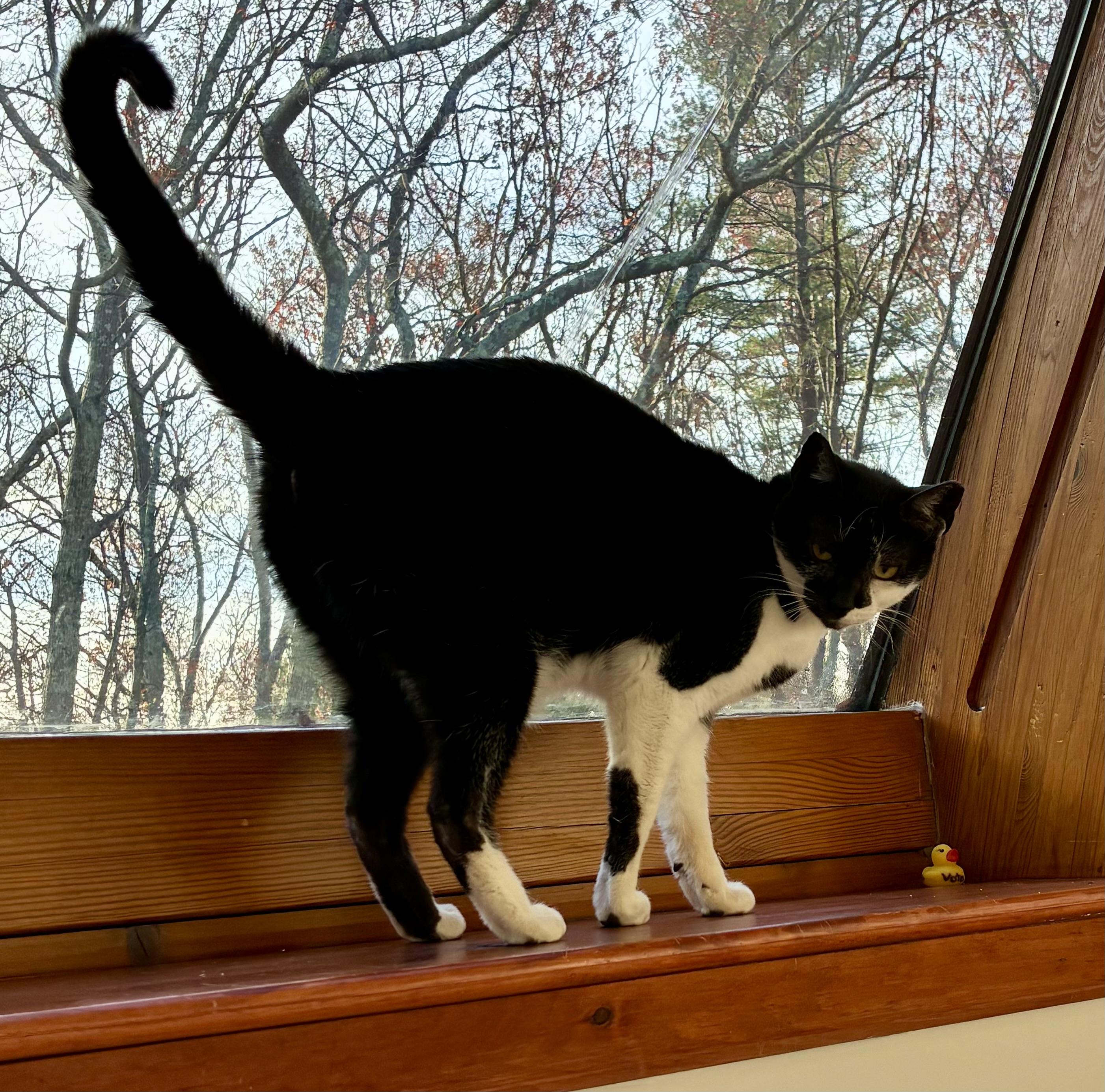 Nala and Ayano, an adopted Domestic Short Hair in Wellesley, MA image 3/6