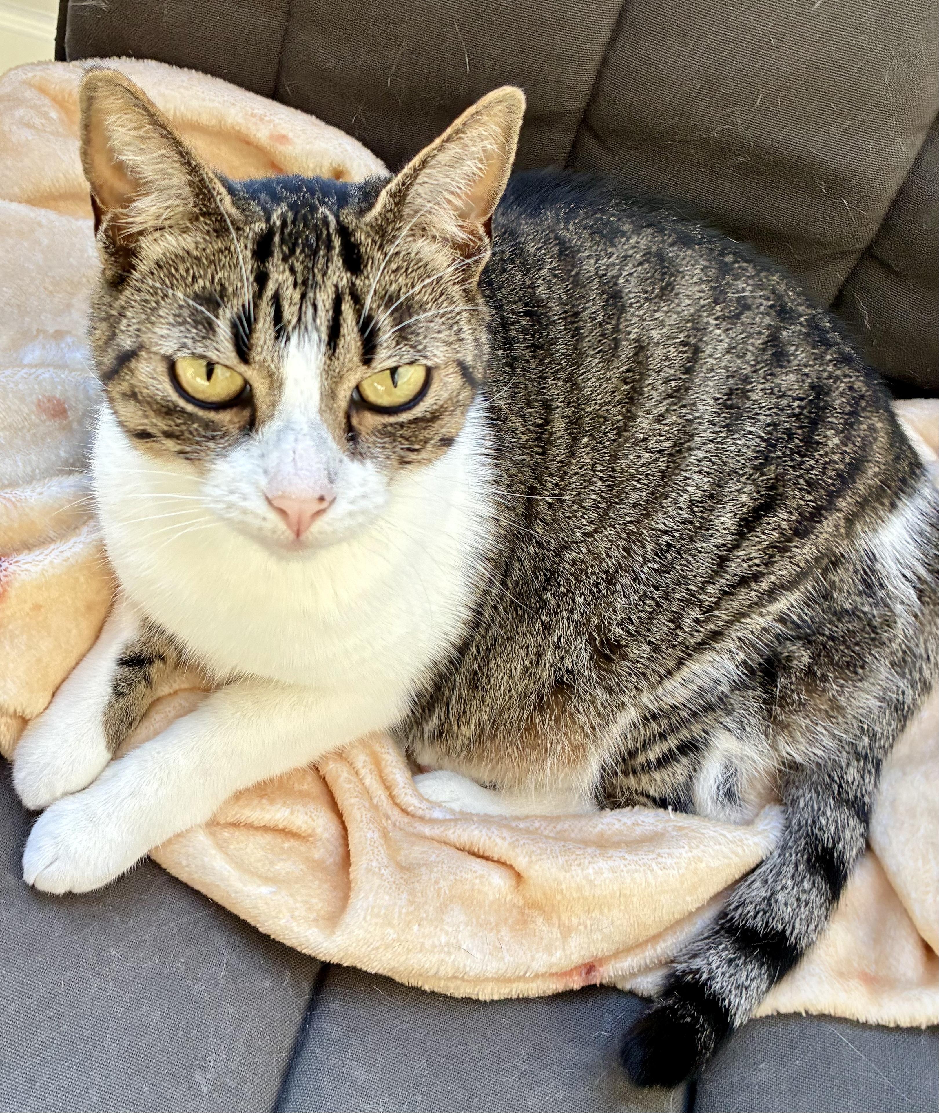 Nala and Ayano, an adopted Domestic Short Hair in Wellesley, MA image 4/6