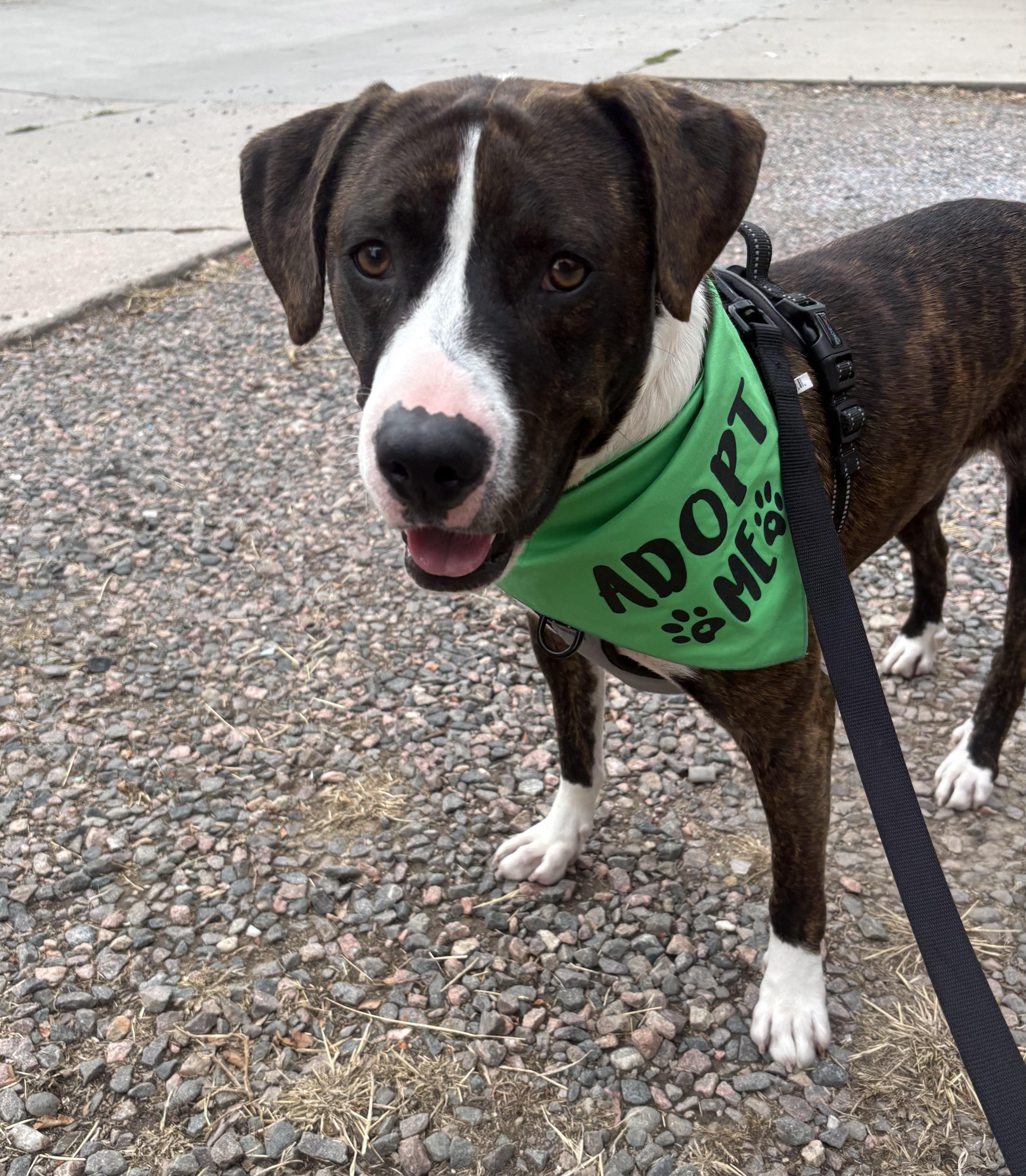 Enlarge Barry, an adopted mixed breed in Fort Collins, CO image 2/6