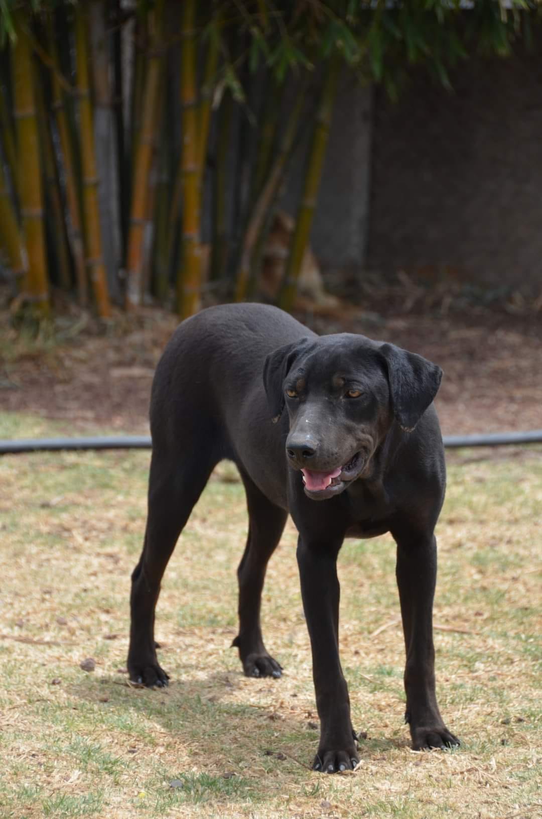 Mamba, a Adoptable mixed breed image 1/6