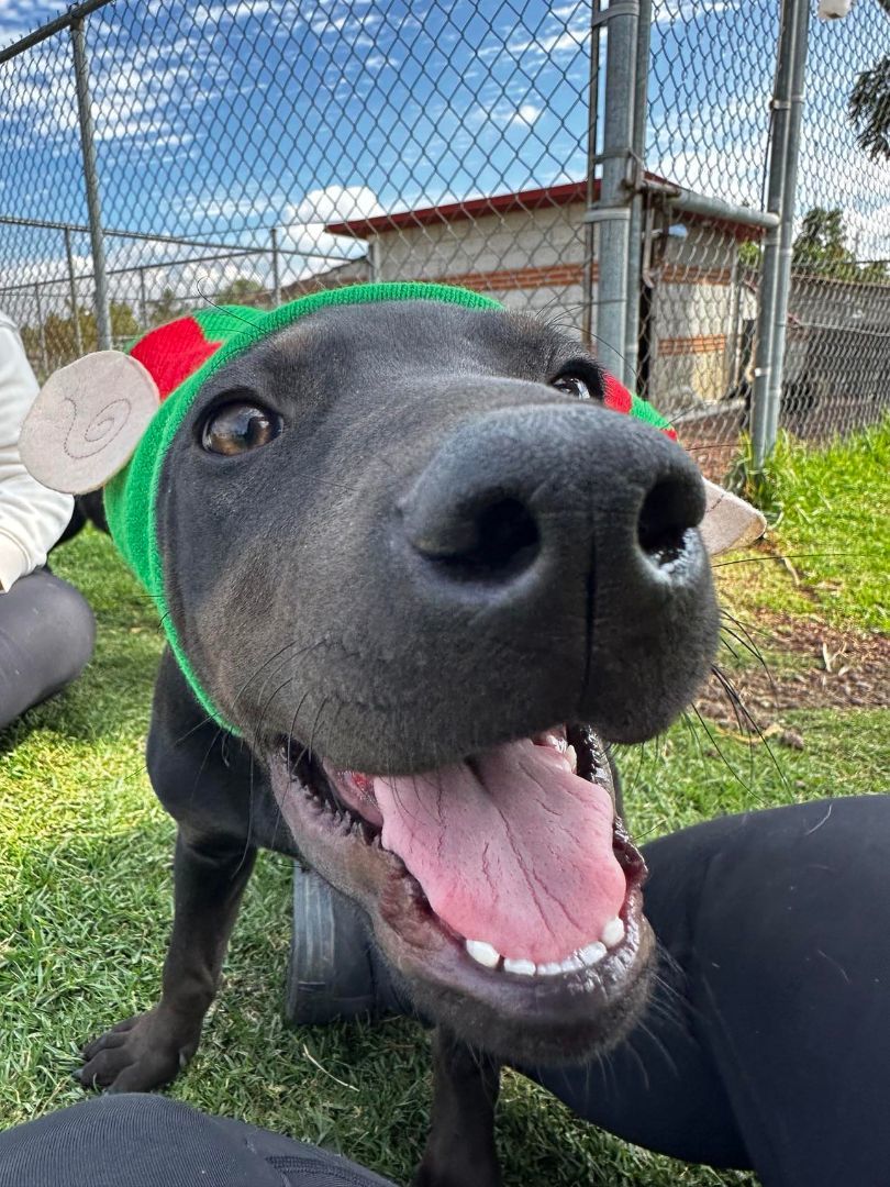 Mamba, a Adoptable mixed breed image 2/6