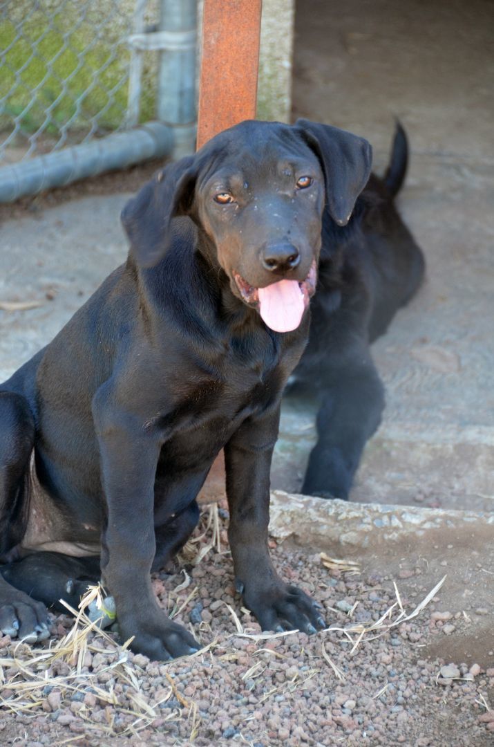 Mamba, a Adoptable mixed breed image 3/6