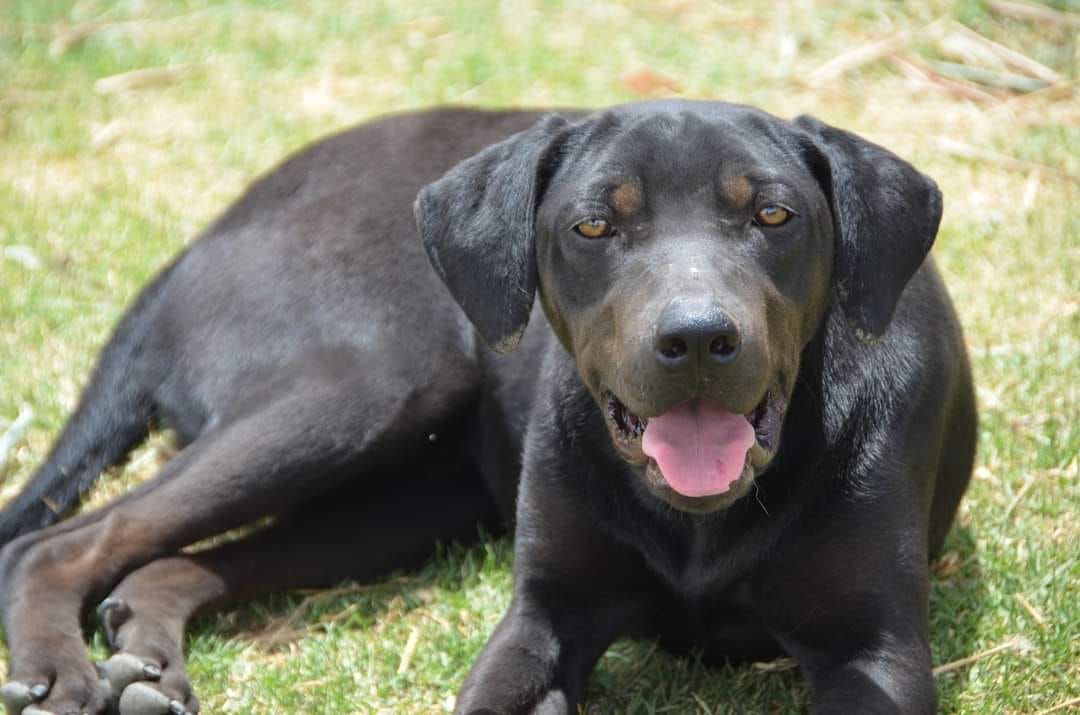 Mamba, a Adoptable mixed breed image 4/6