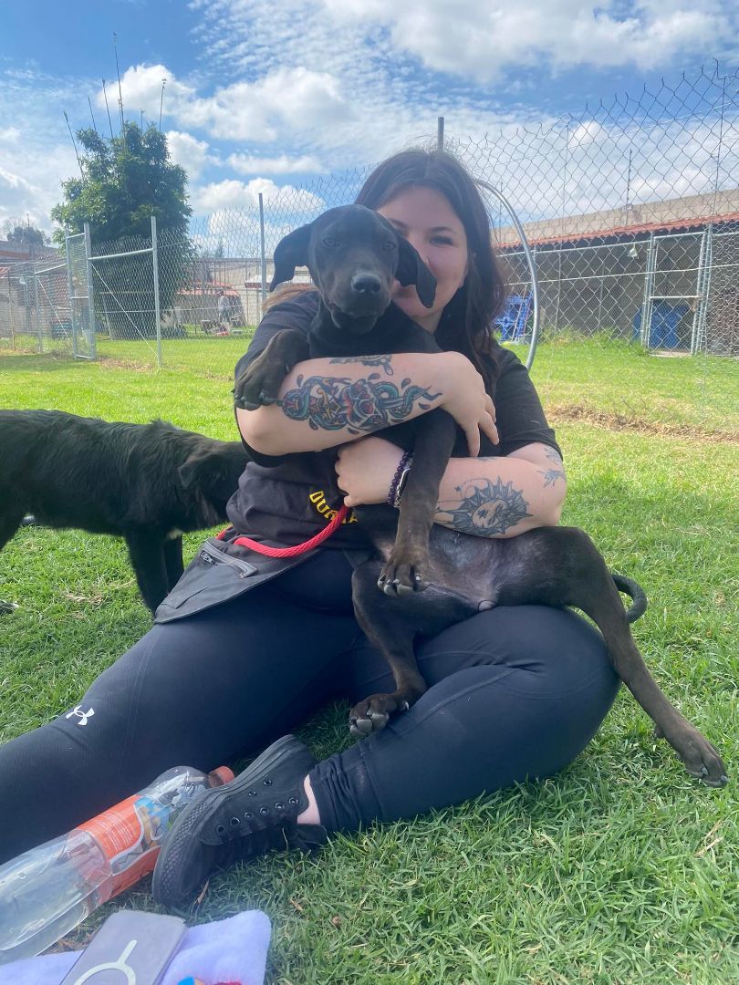 Mamba, a Adoptable mixed breed image 5/6