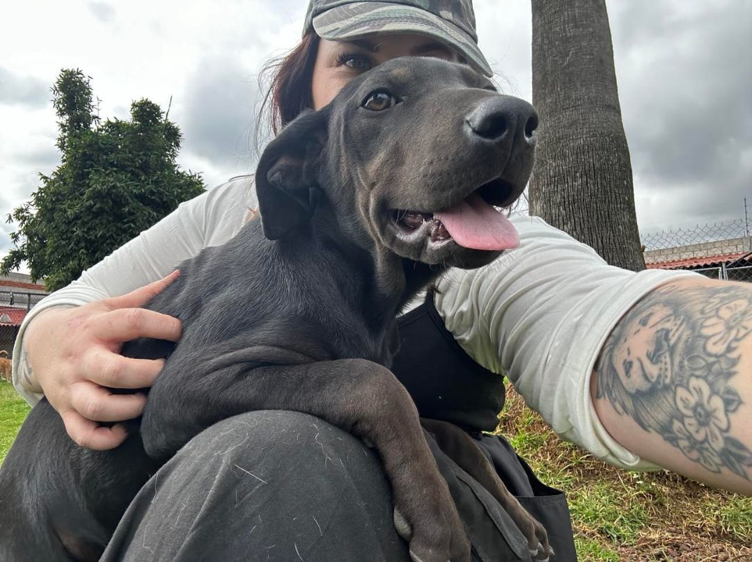 Mamba, a Adoptable mixed breed image 6/6