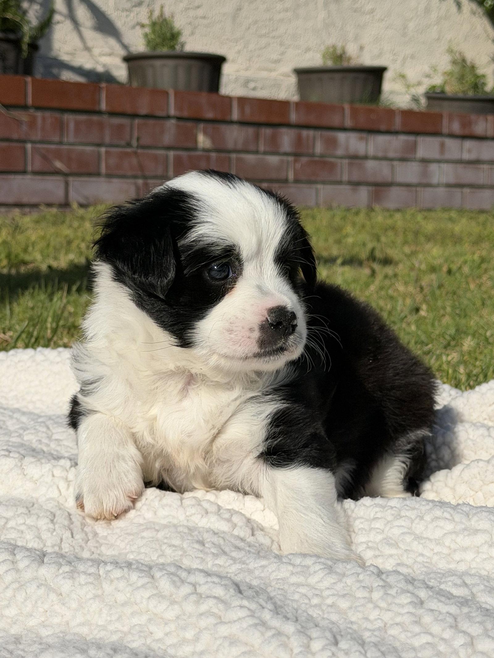 Suzy, Adoptable, Puppy Female Australian Shepherd & Border Collie.