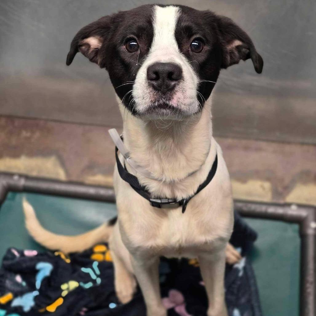 Law, Adoptable, Adult Male Pointer & Mixed Breed.