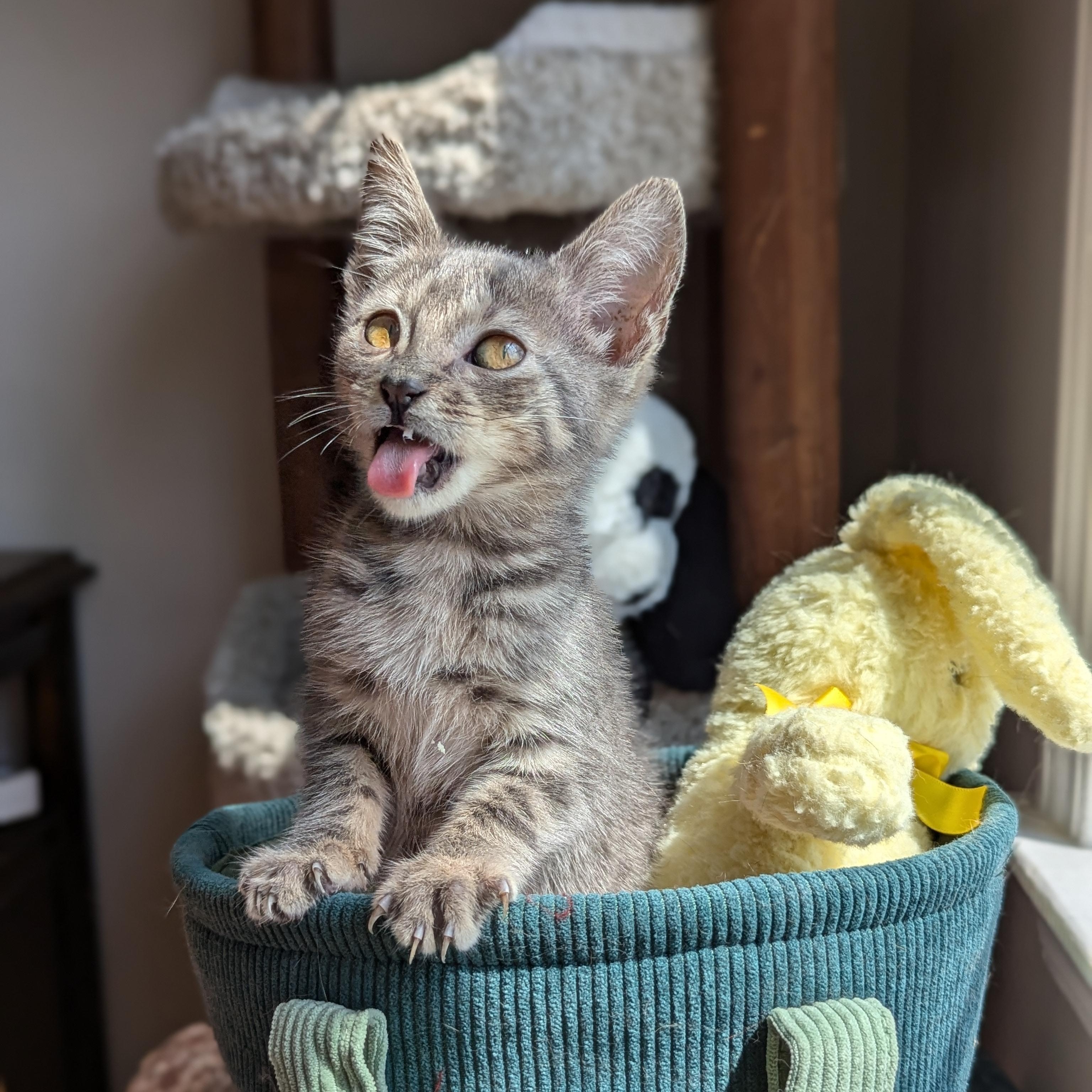 Enlarge Bobby (The Brady Bunch litter), an adopted mixed breed in Tucker, GA image 4/6