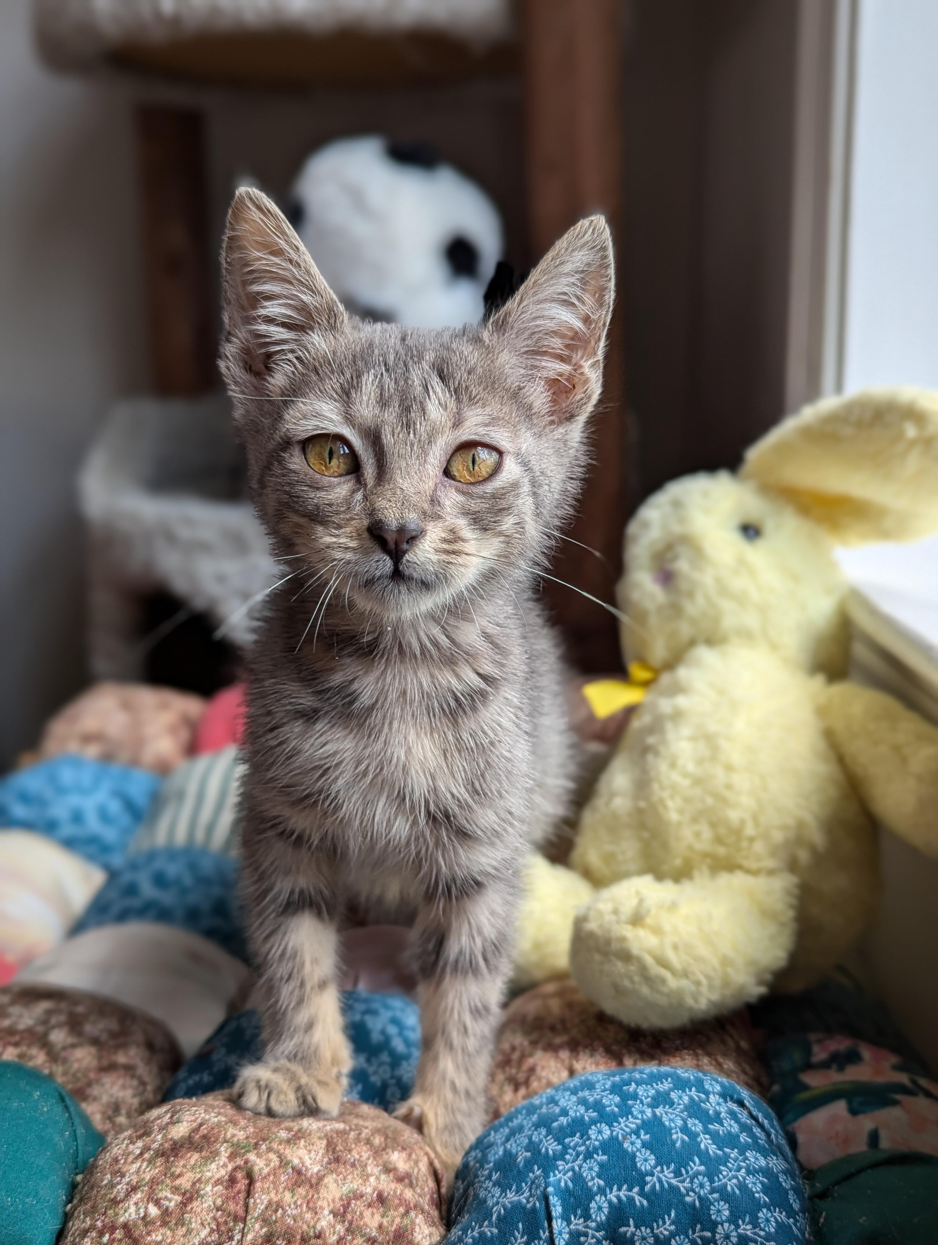 Enlarge Bobby (The Brady Bunch litter), an adopted mixed breed in Tucker, GA image 6/6