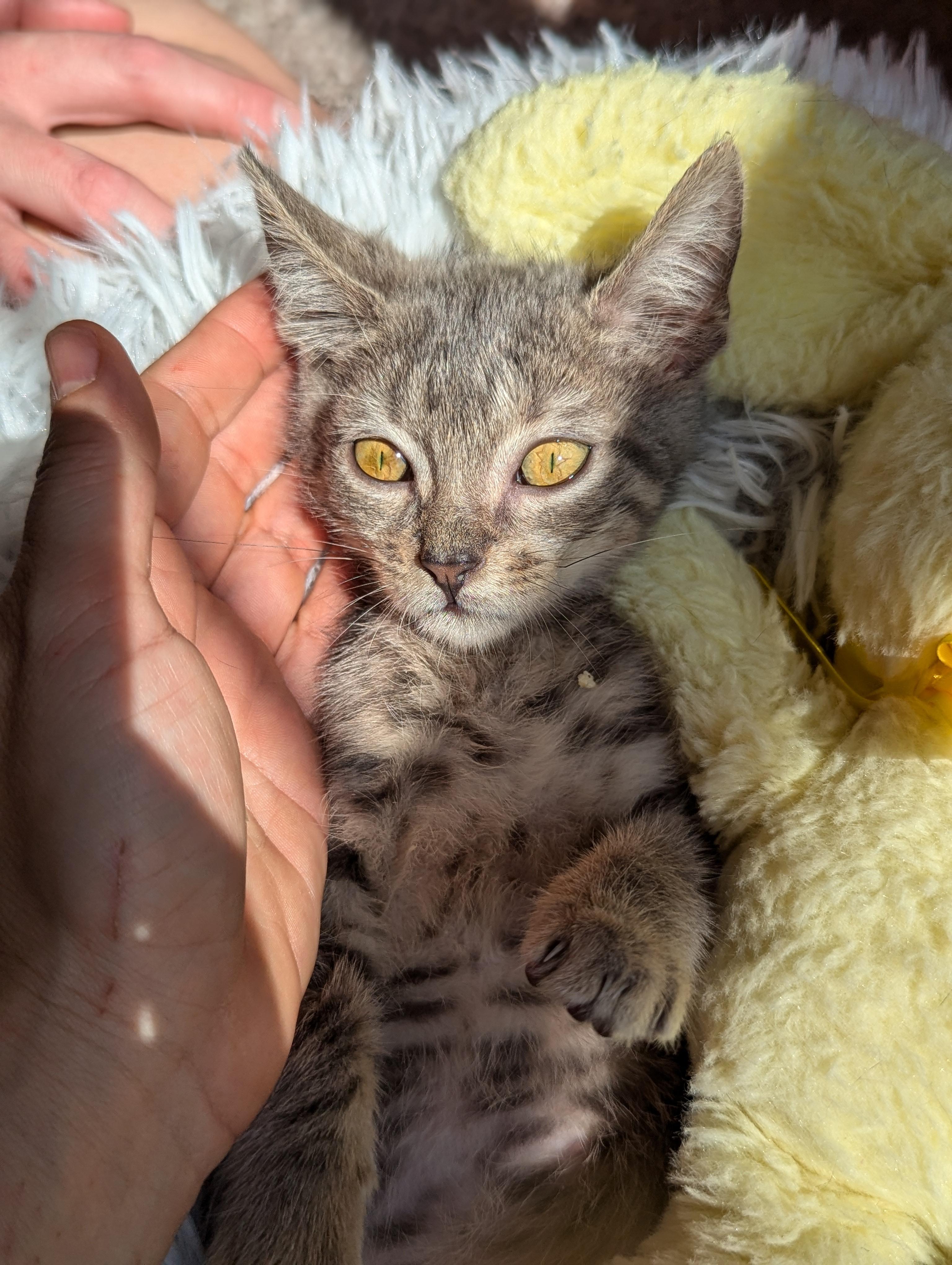 Enlarge Bobby (The Brady Bunch litter), an adopted mixed breed in Tucker, GA image 5/6