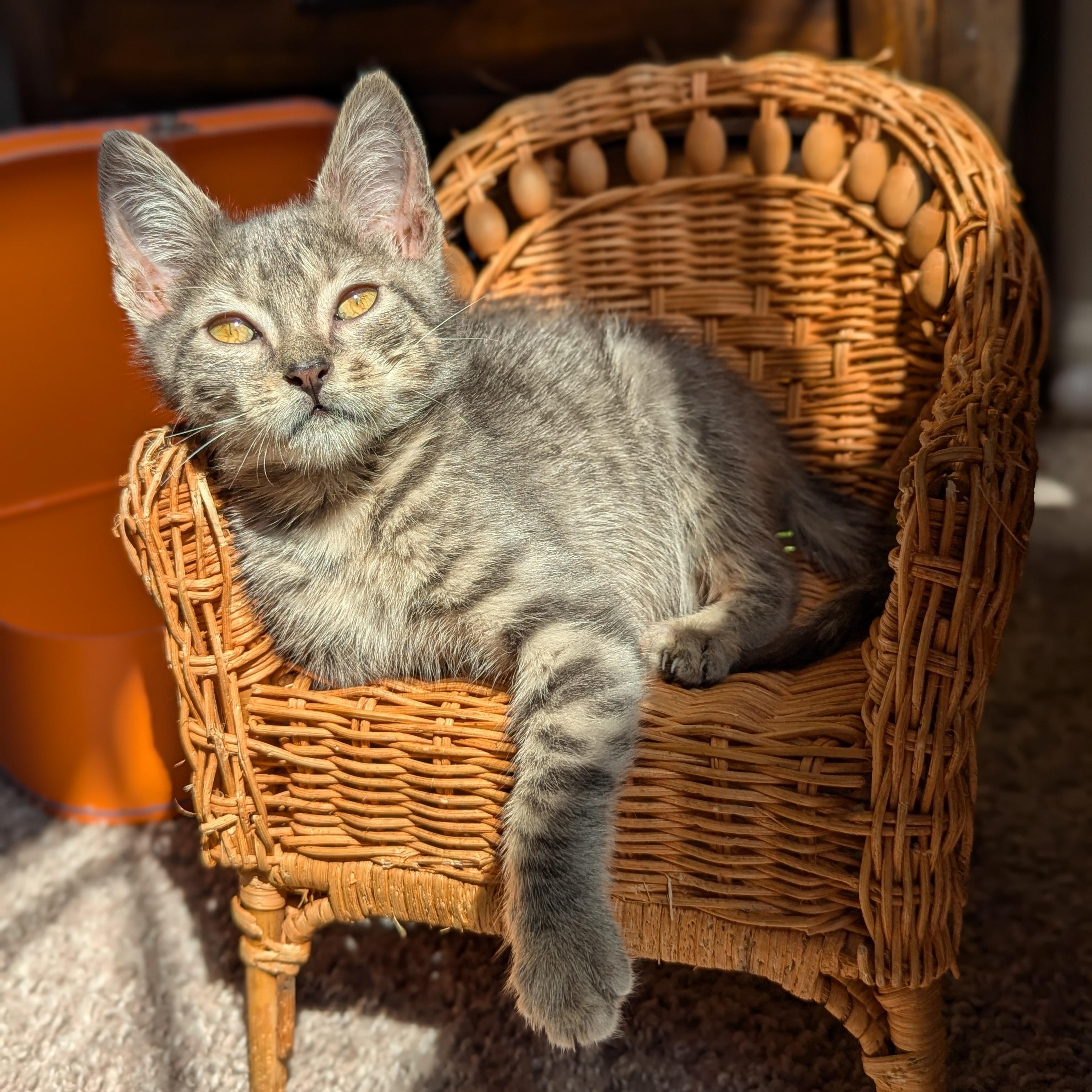 Enlarge Bobby (The Brady Bunch litter), an adopted mixed breed in Tucker, GA image 3/6