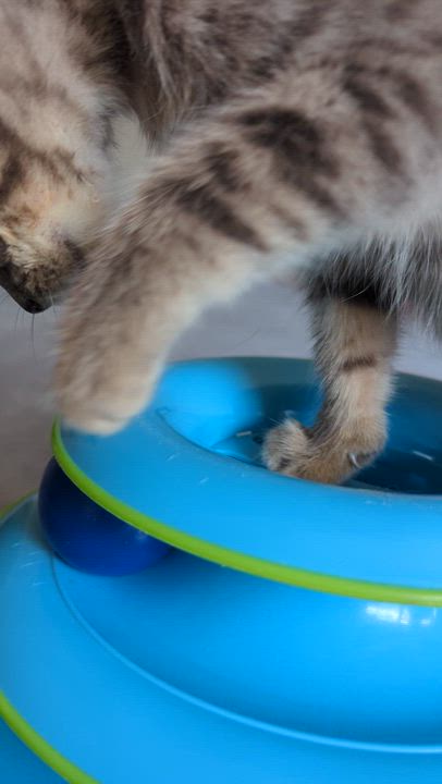 Enlarge Bobby (The Brady Bunch litter), an adopted mixed breed in Tucker, GA video 2/6