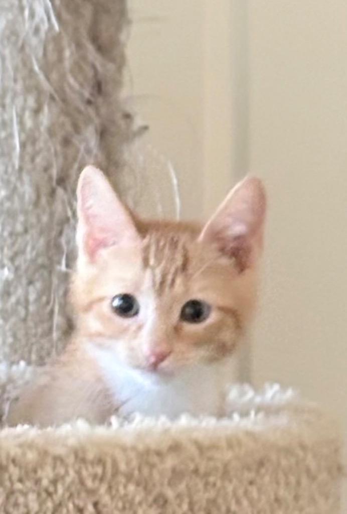 Duke, Adoptable, Kitten Male Domestic Short Hair.